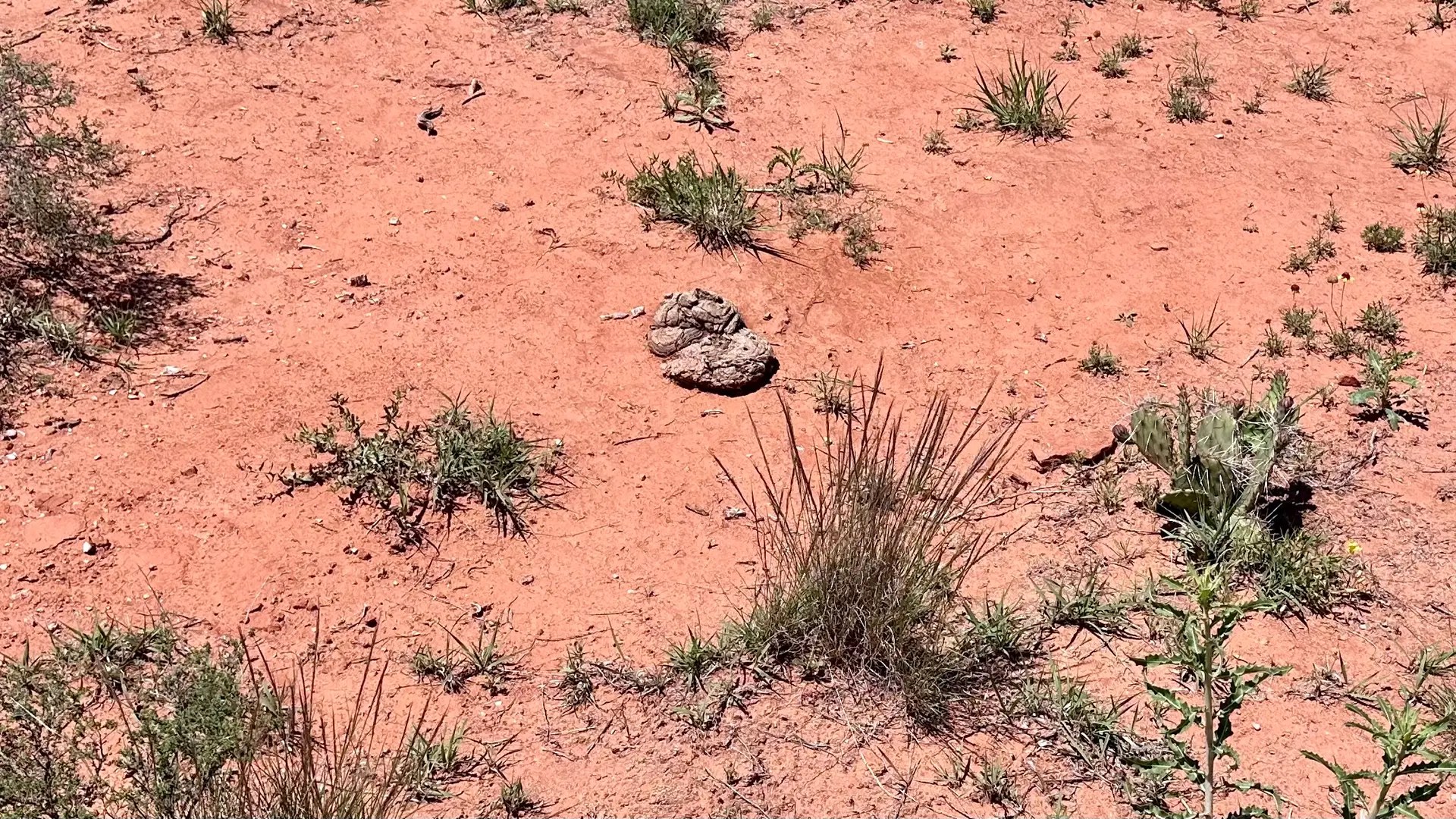 I thought all the bison pies were rattlesnakes initially 😂🤦🏽‍♀️
