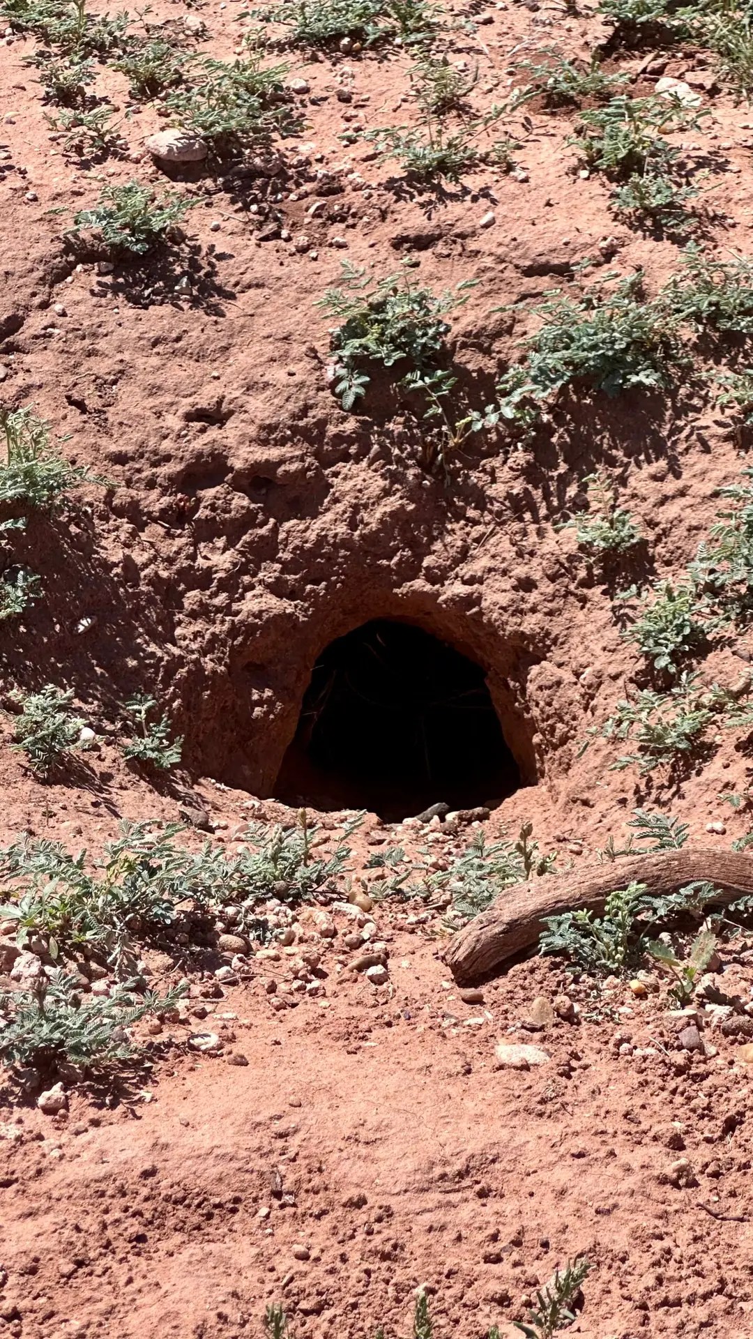A prairie dog hole