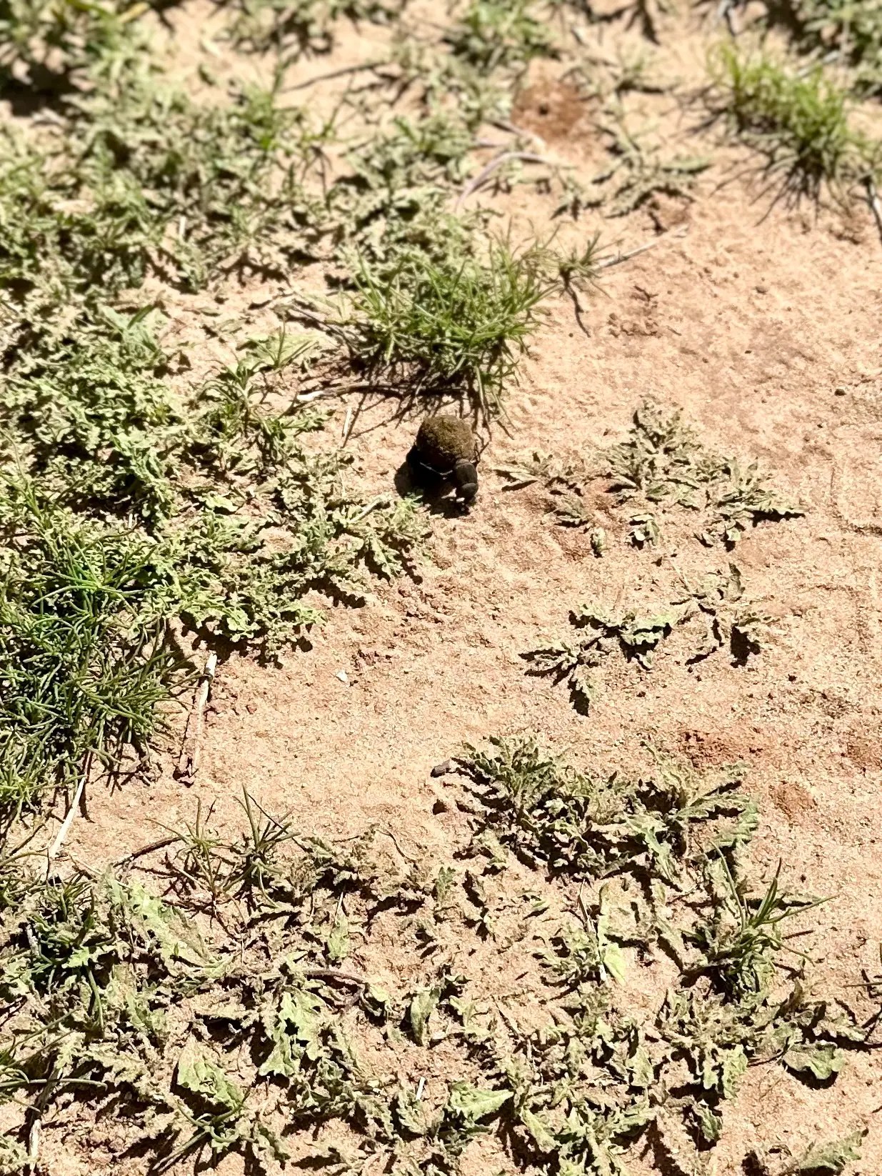Dung beetles rolling dung.