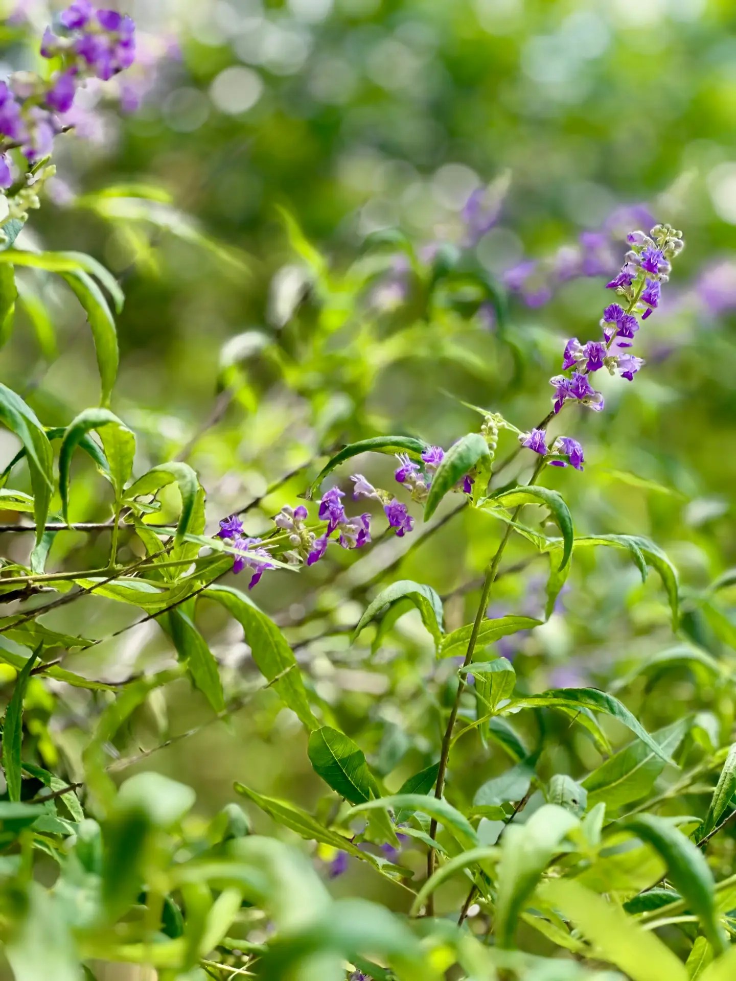 This is chasteberry?!?! I take this…I had no idea what it looked like 😂