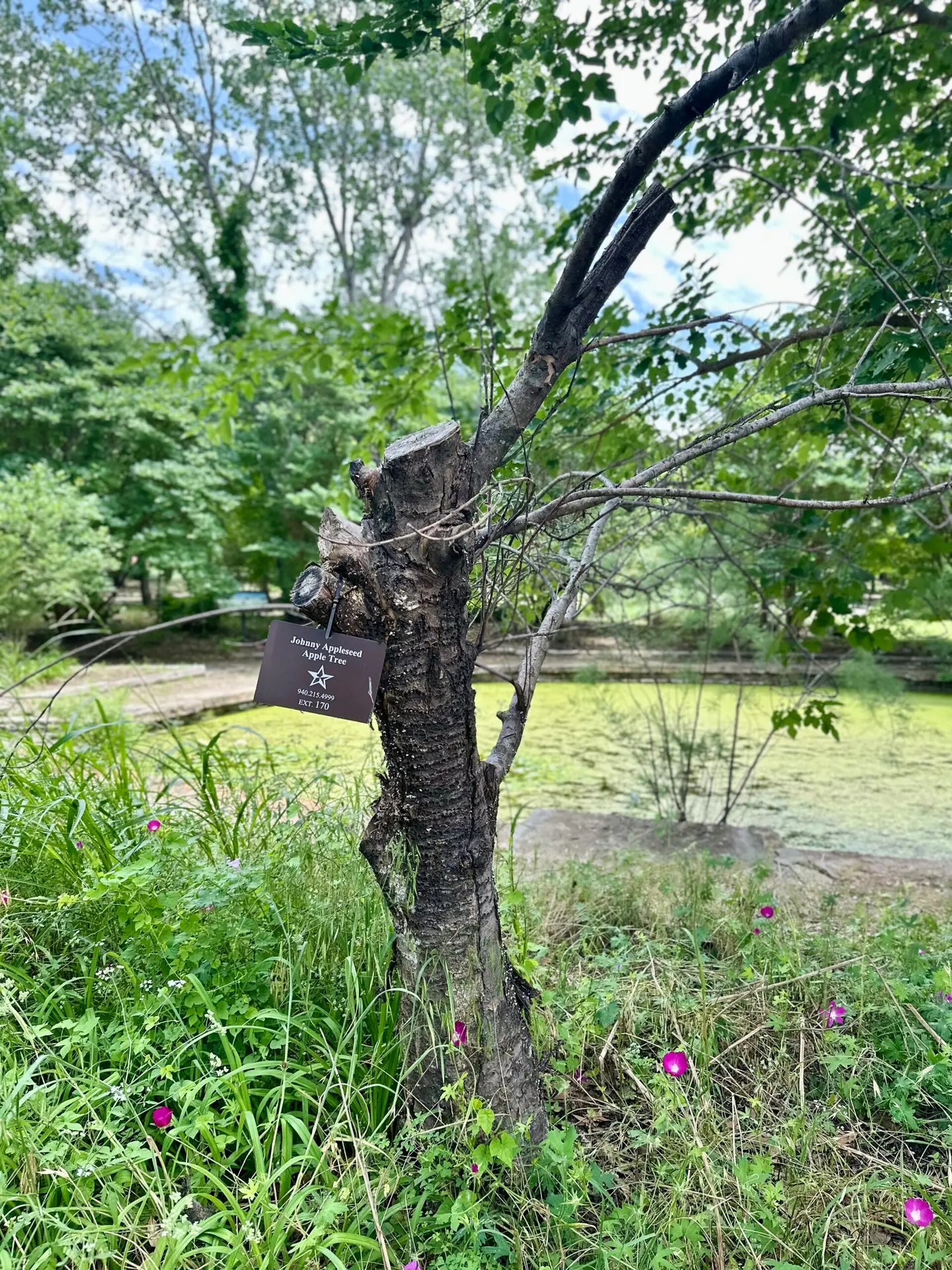 The Johnny Appleseed Tree