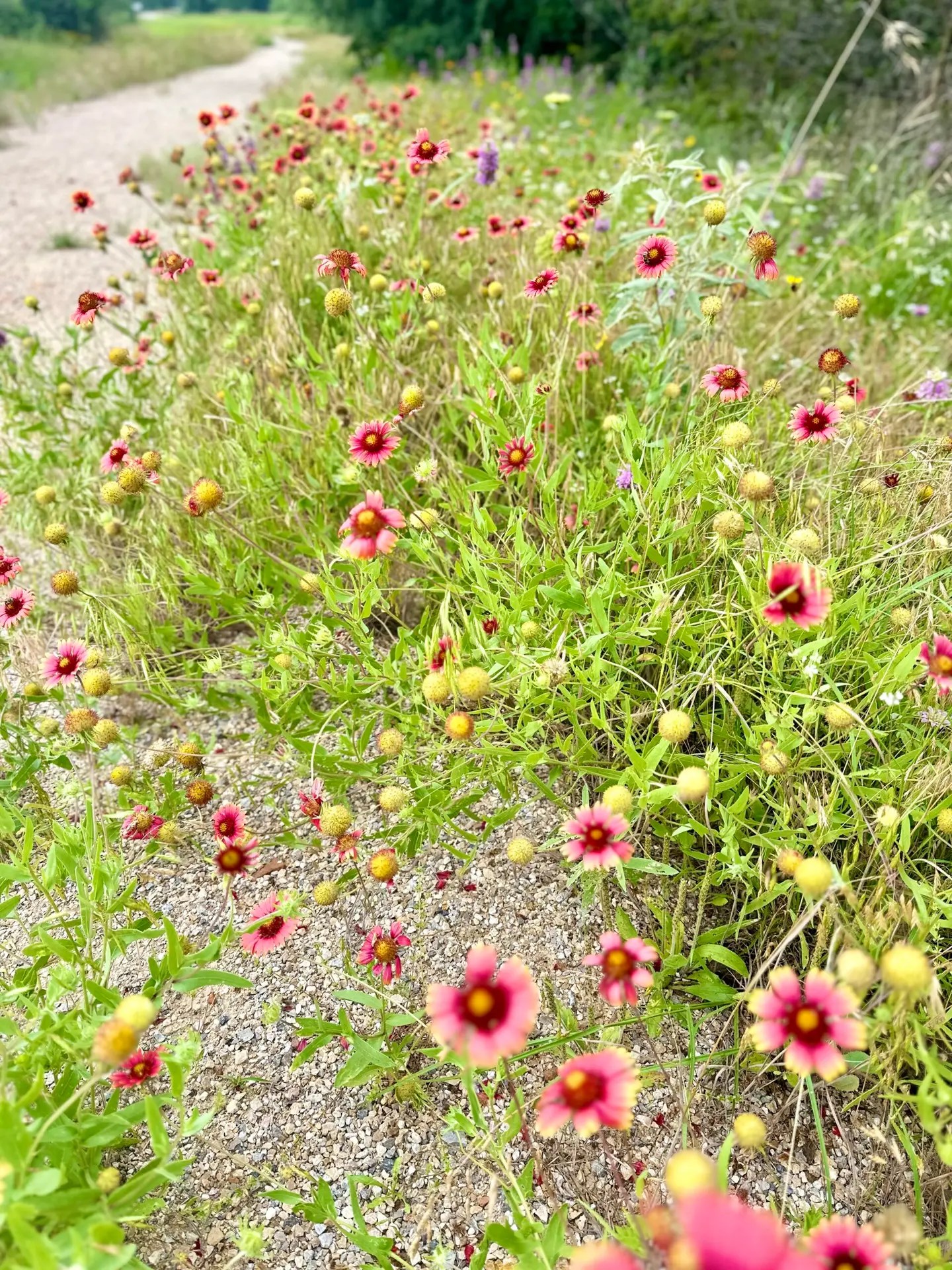 At Lake Mineral Wells State Park - I just love all the wild flowers!