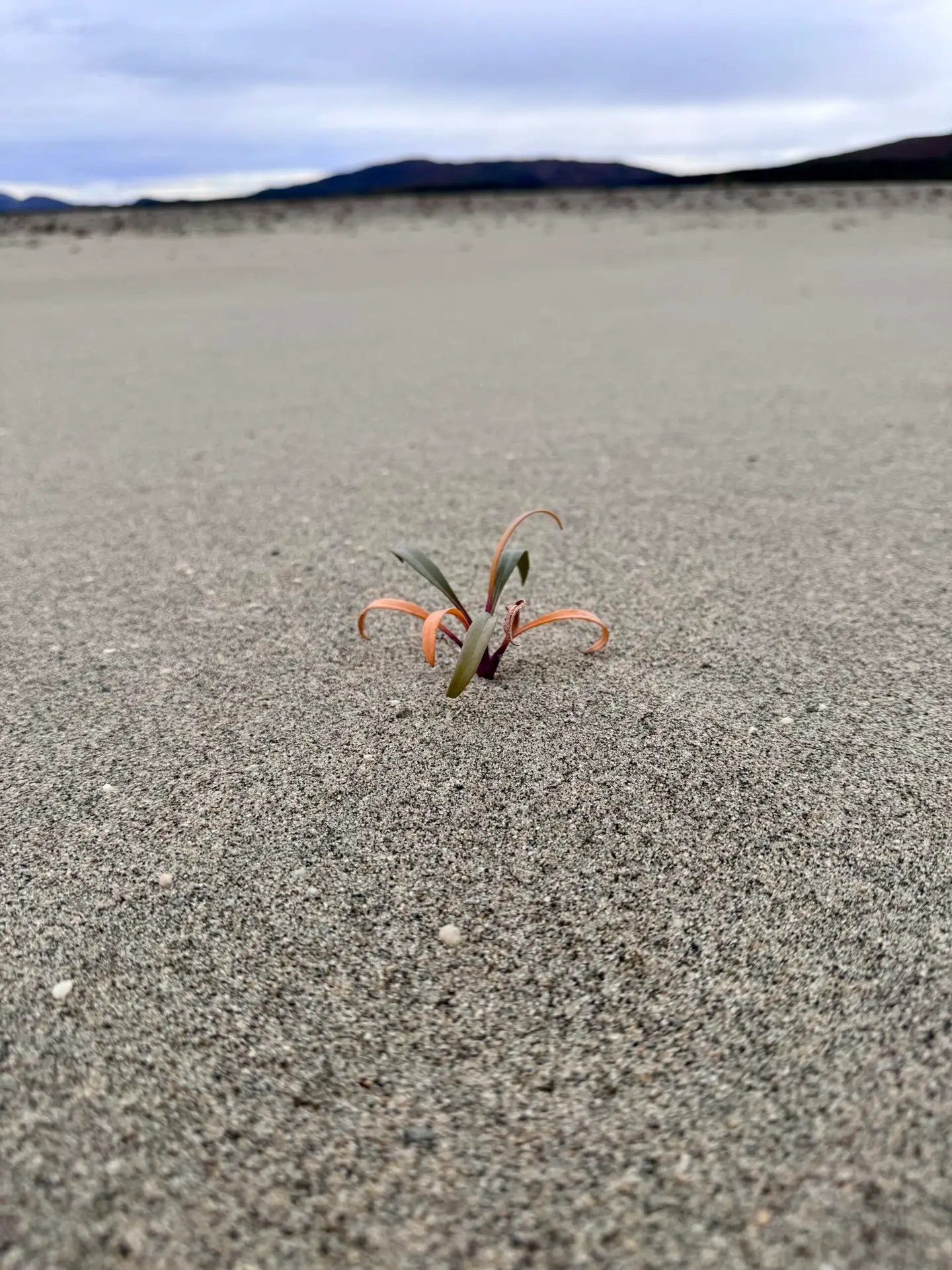 A little life even grows here.