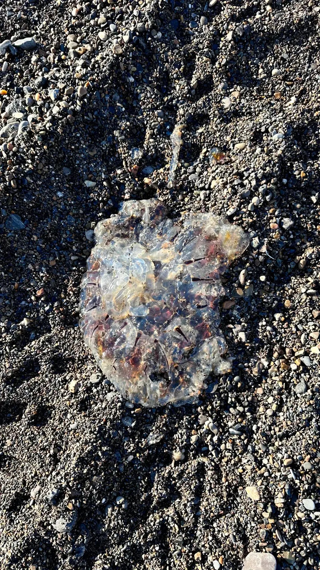 These jellyfish are cool.