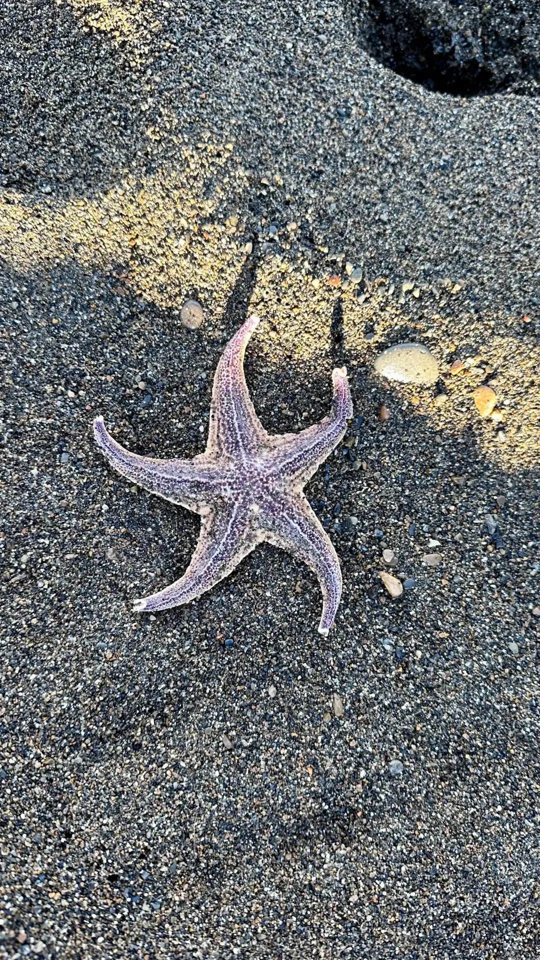 Who knew there were starfish here?!