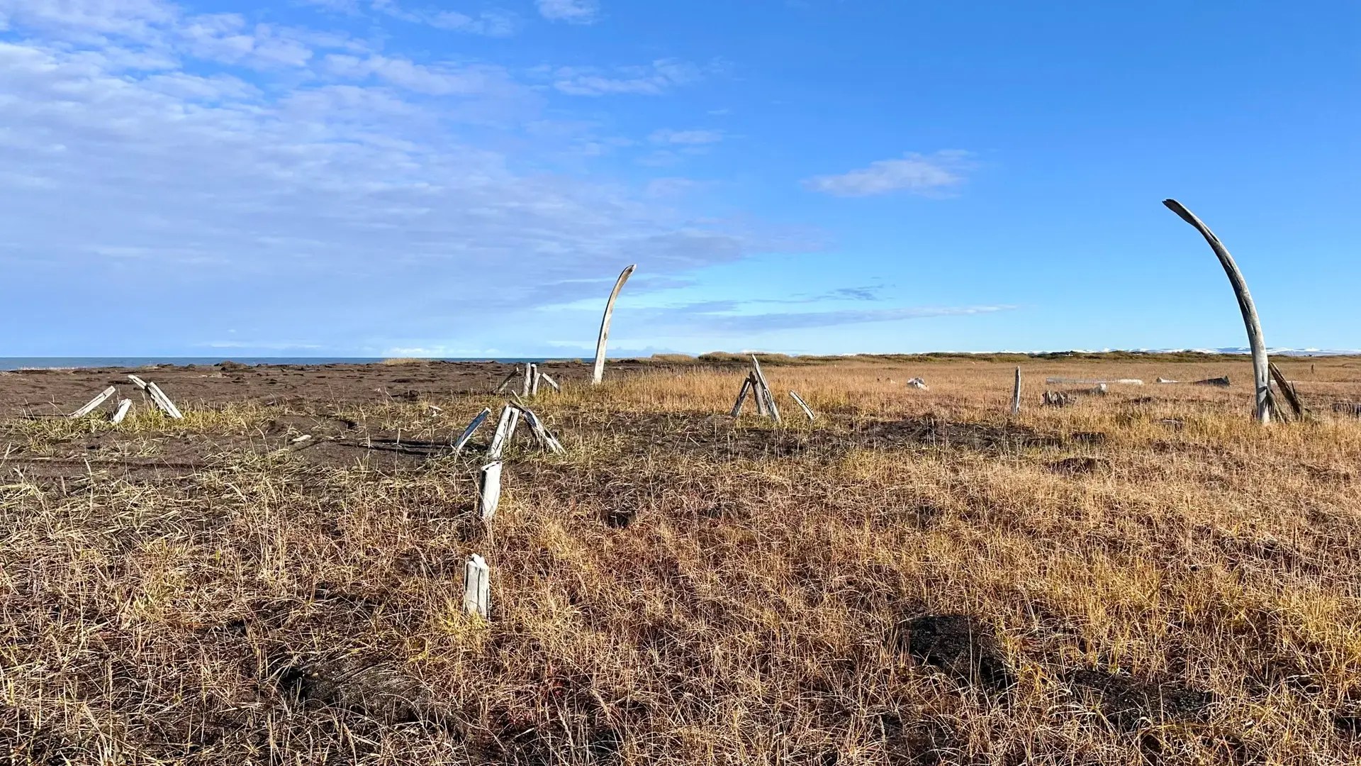 There are whale bones EVERYWHERE here!