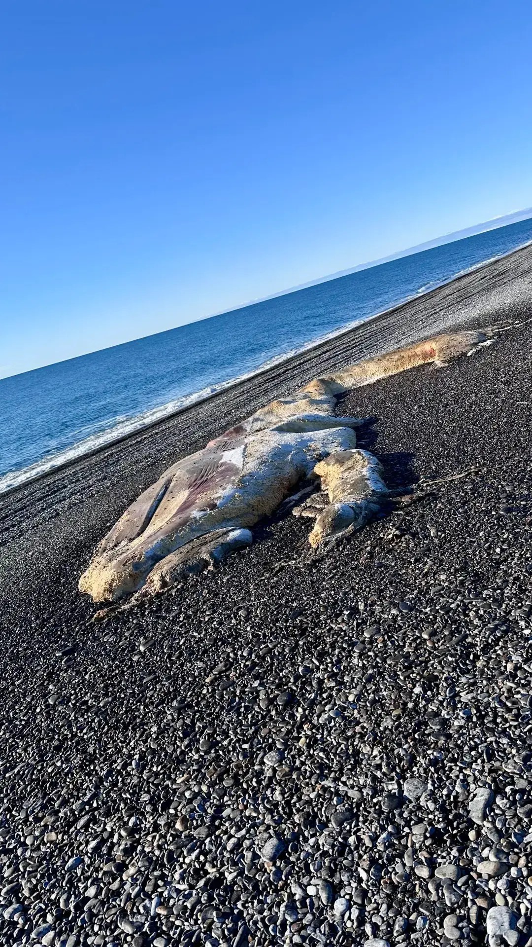 Any idea what this is?! If you guessed a whale, you are right!