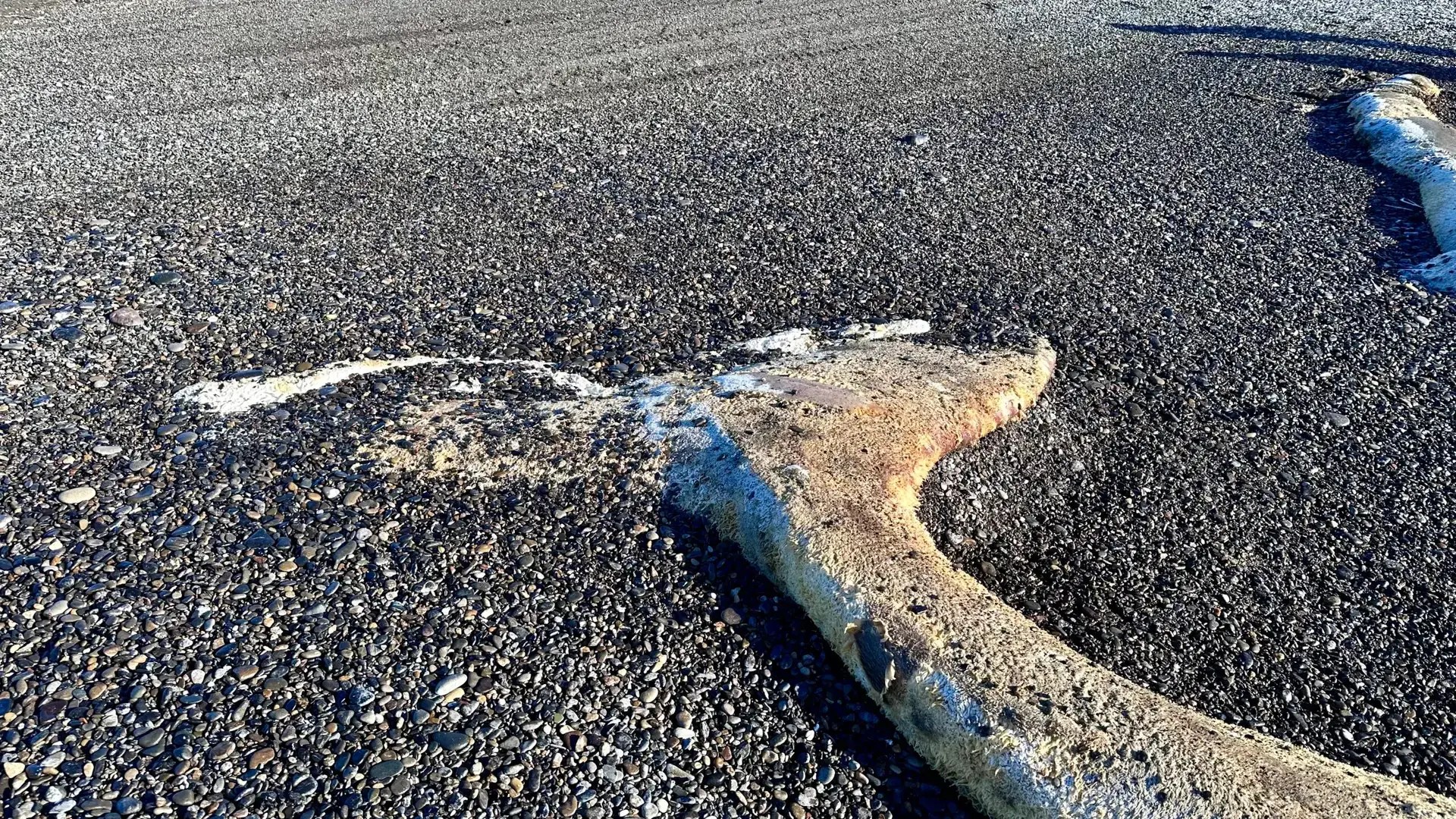 If you guessed a whale, you were right 😳