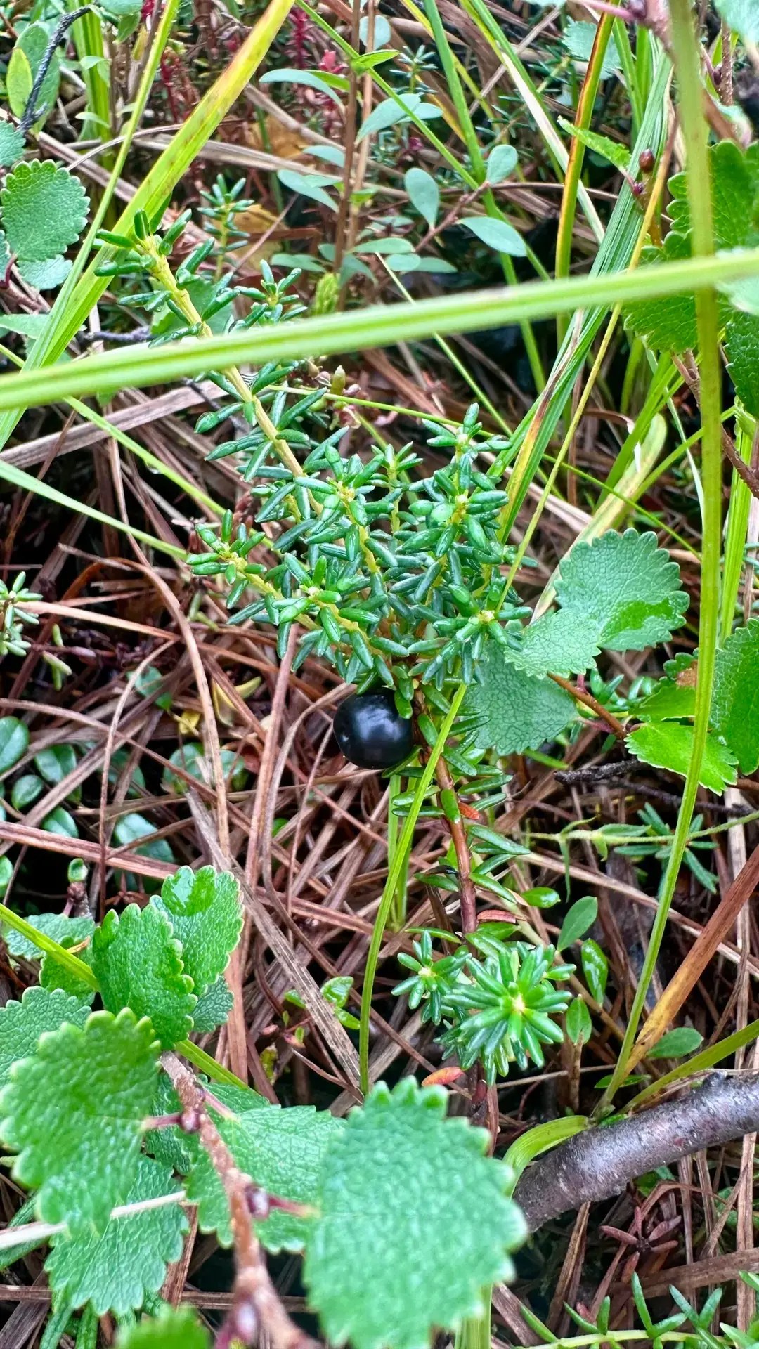 This is a blackberry, also known as a crowberry. Notice how much greener the plant is earlier in the season!