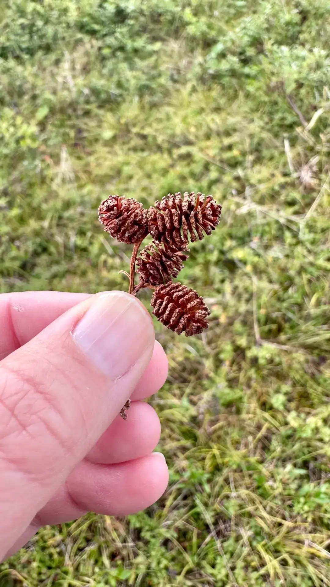 Are these not the cutest little pinecones?!