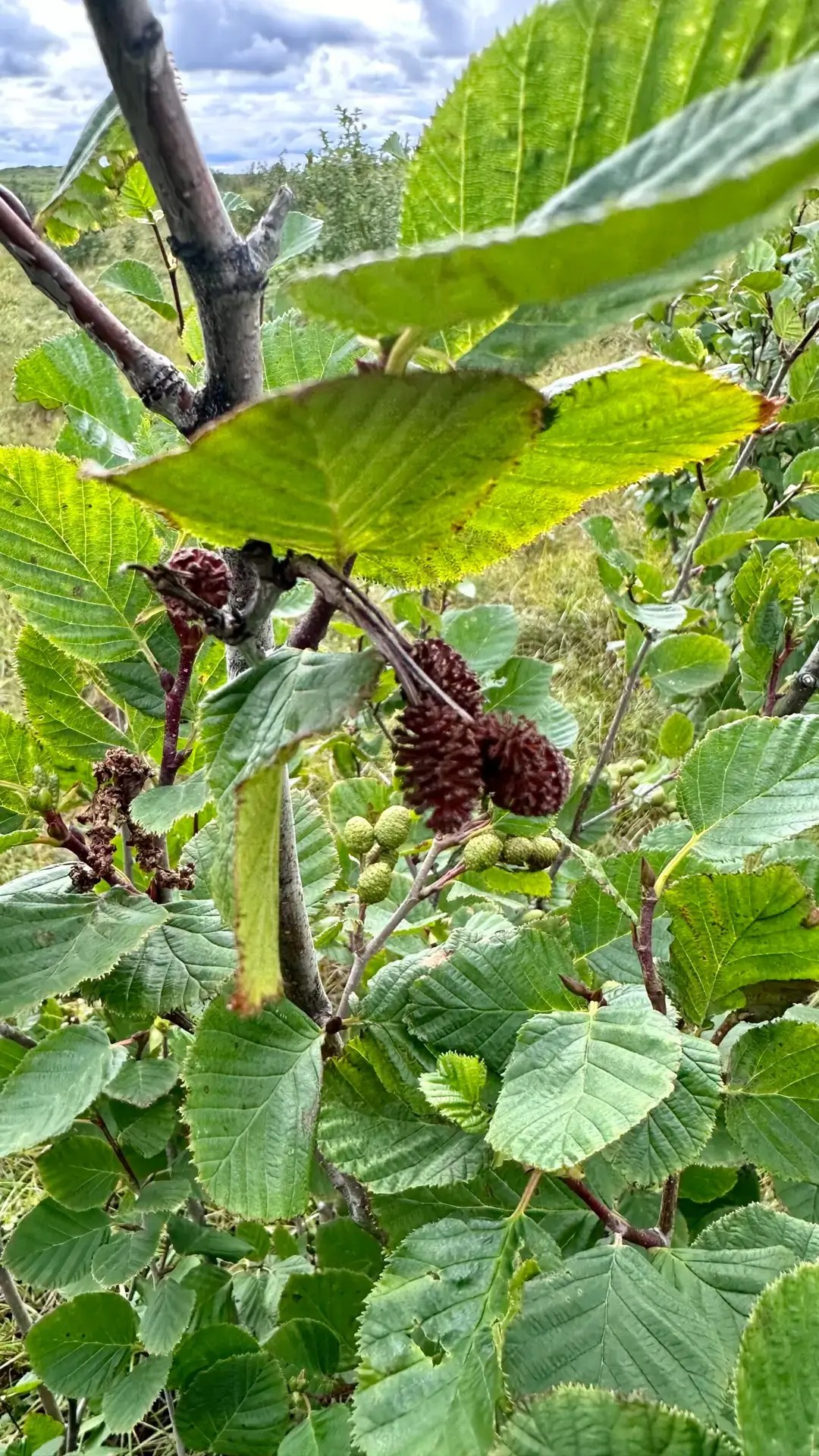 They are from the Alder, which is also abundant on the tundra.