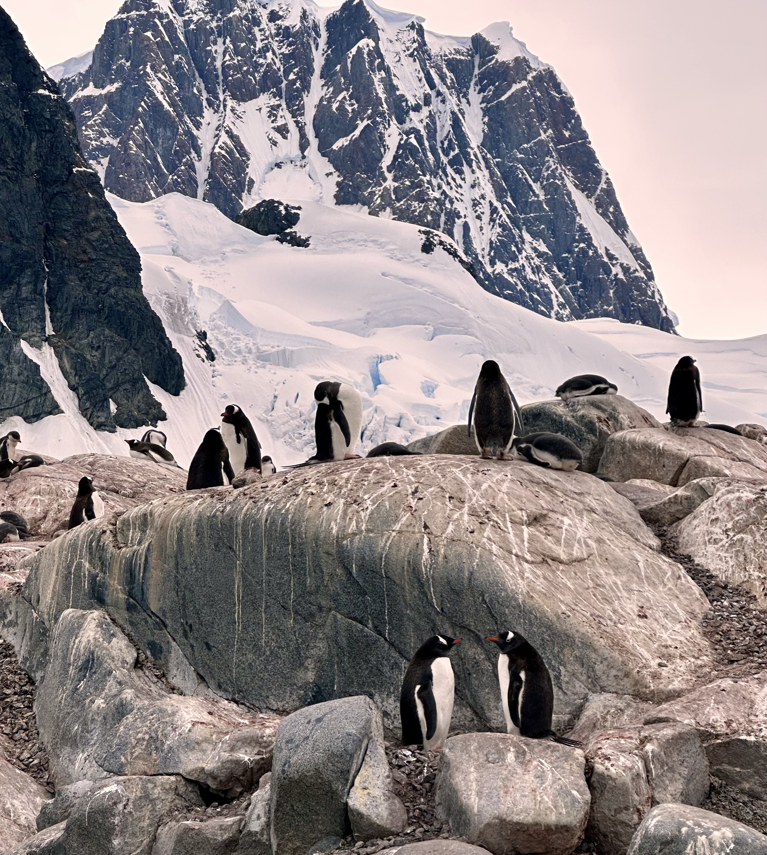 Look at these two lovebirds. Maybe.