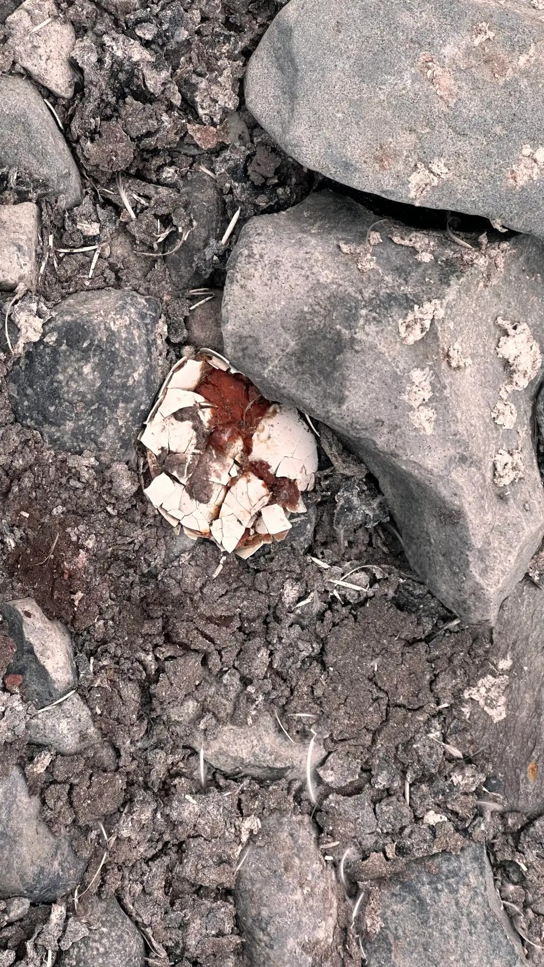 Sometimes there were casualties...