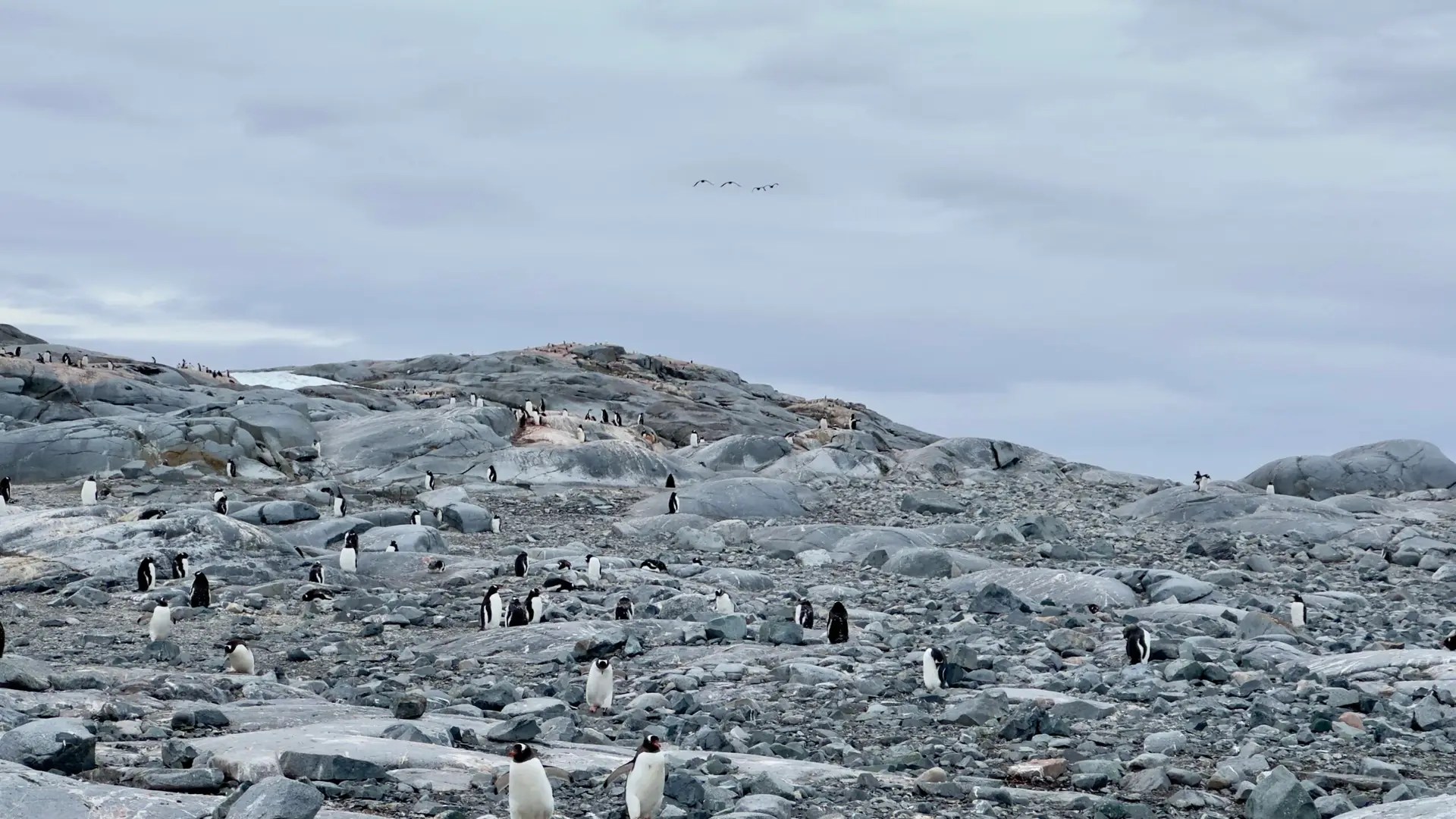 A rookery on Pleneau Island