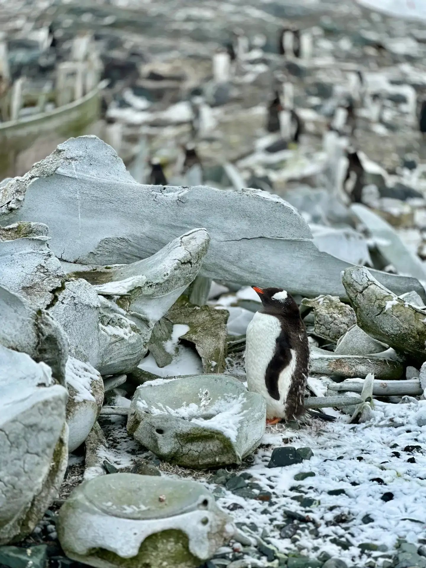 A gentoo and a whale vertebrae on D'Hainaut Island