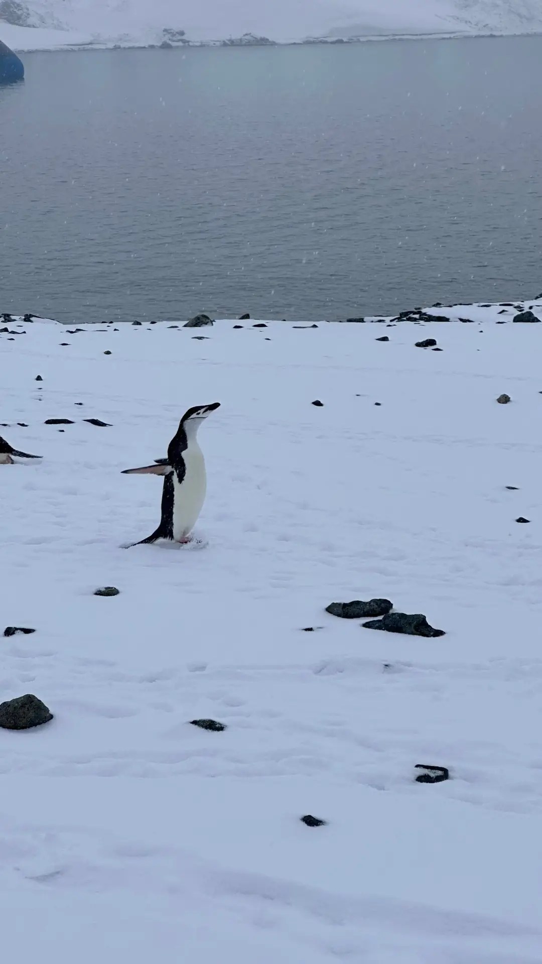 A lone chinstrap on Half Moon Island