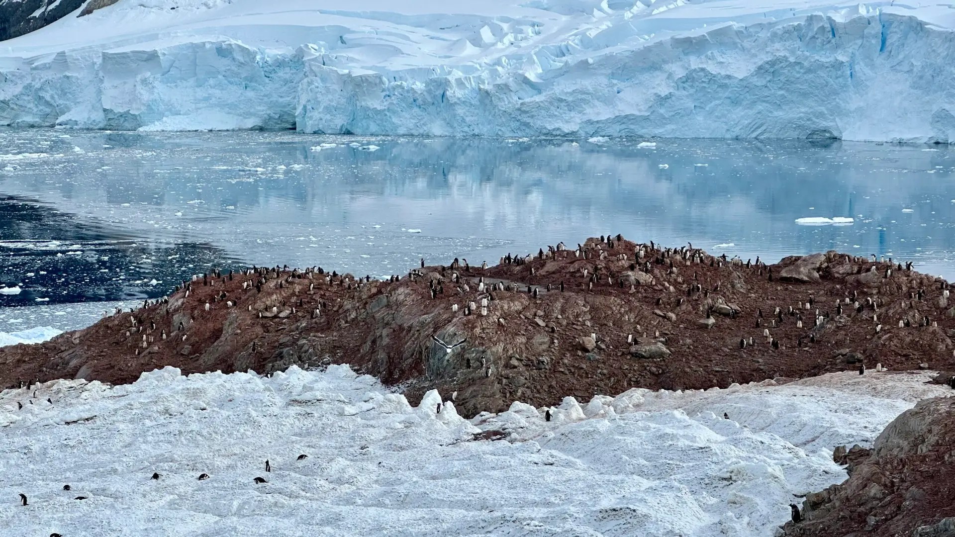 Neko Harbour rookery