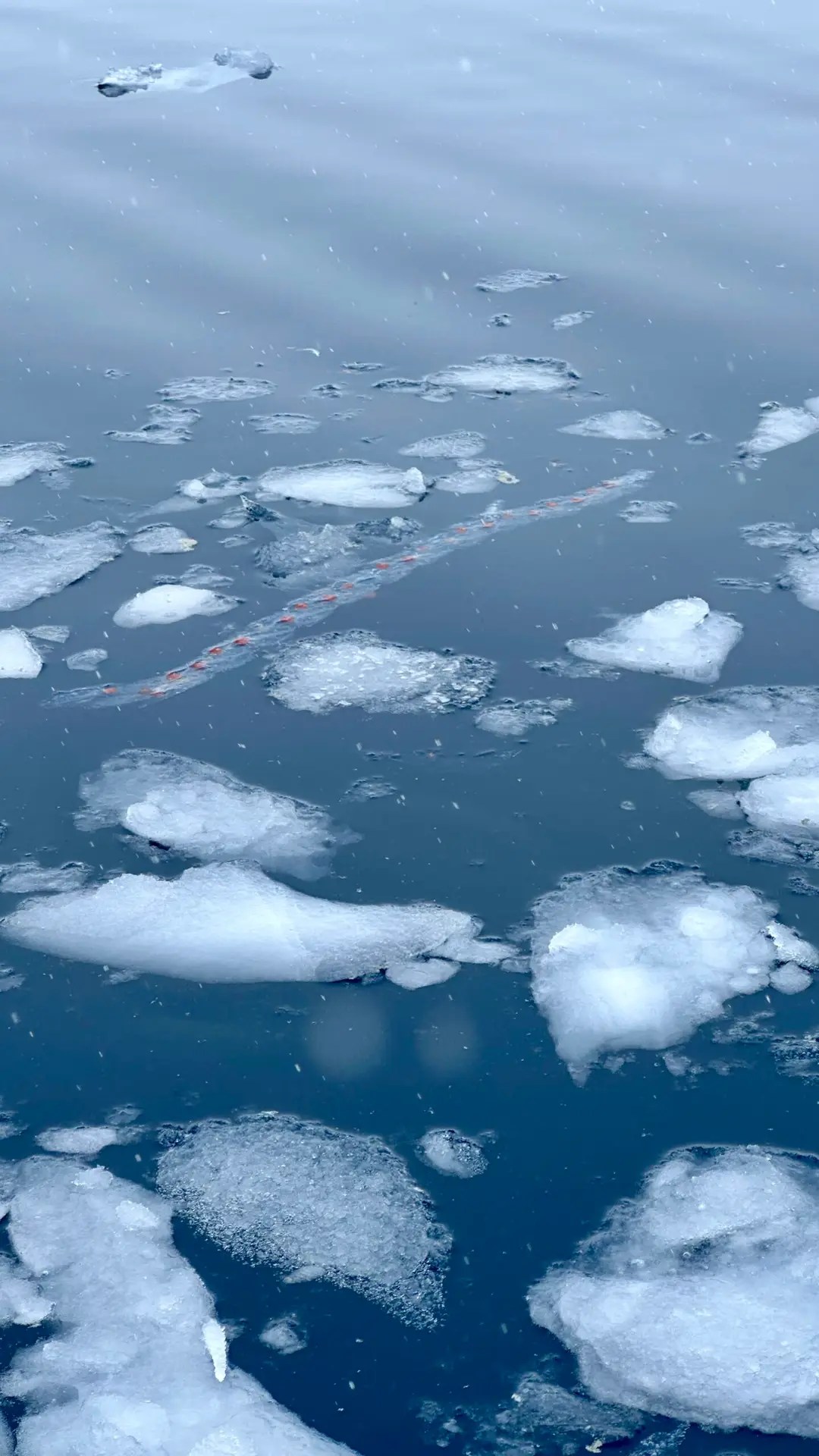 Salp in Paradise Bay - gelatinous plankton that play a key role in Antarctica by filtering phytoplankton, competing with krill, and helping remove carbon from the ocean surface
