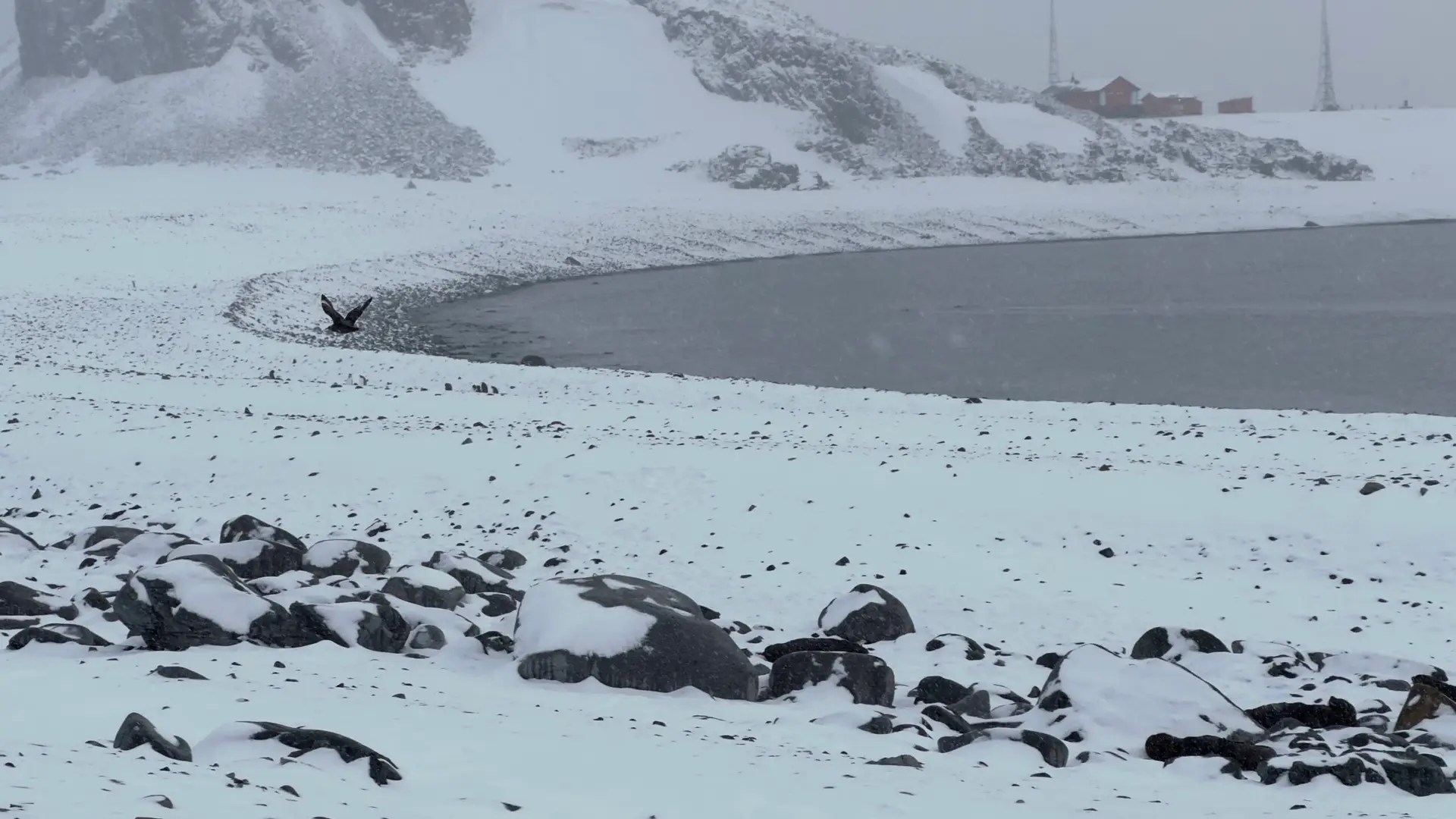 How many seals can you spot?! They blend in so well!