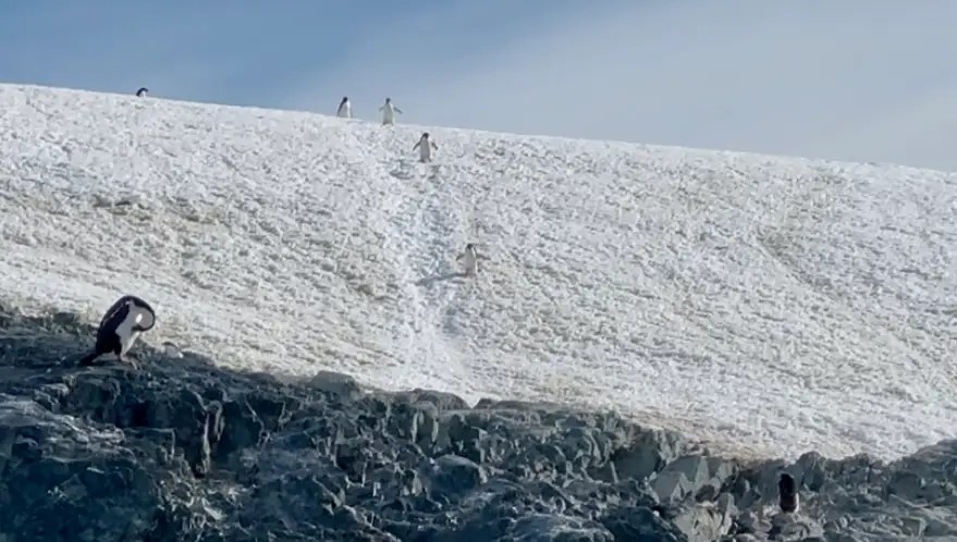 The first penguin highway I have ever seen...Detaille Island