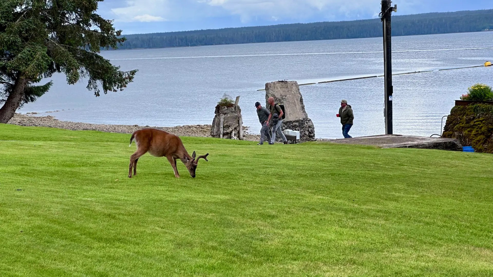 The deer frequently hung out