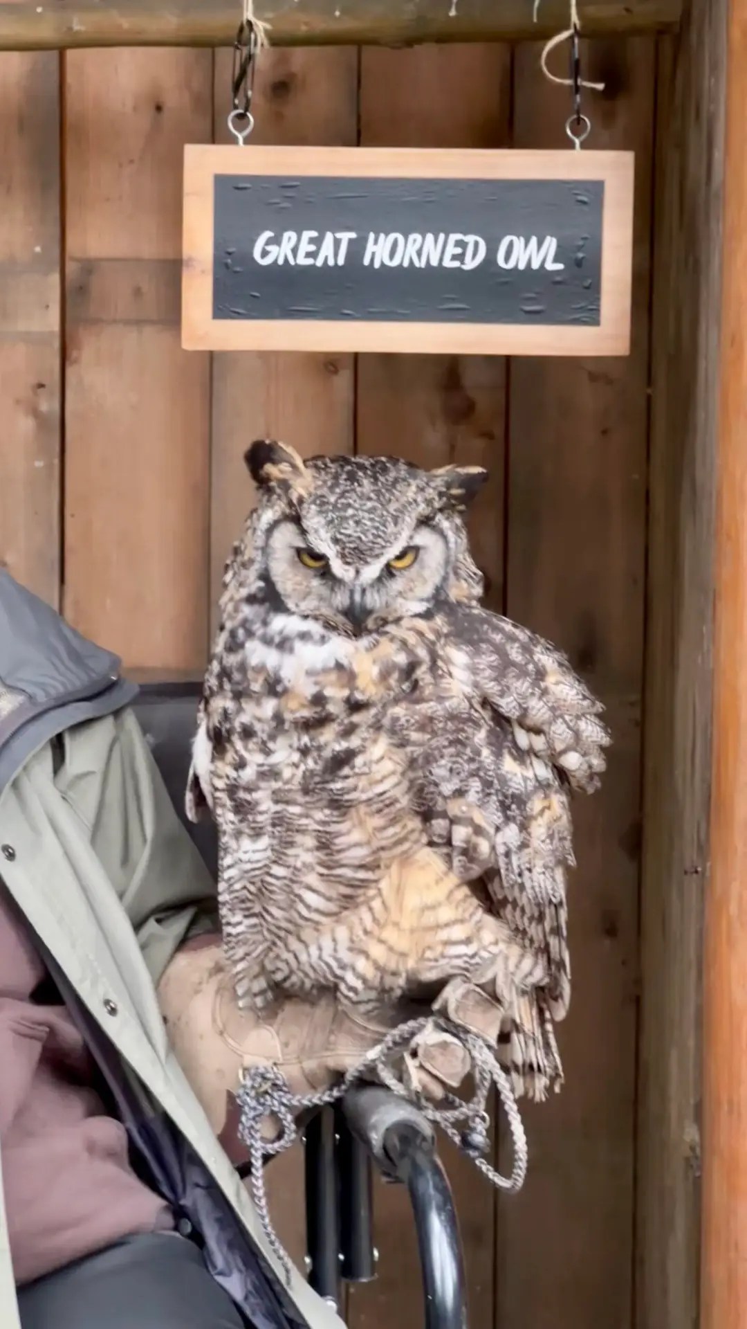 They had a Great Horned Owl on display