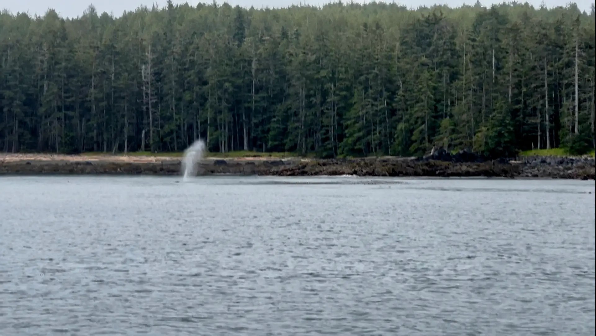 Oh look, a humpback!