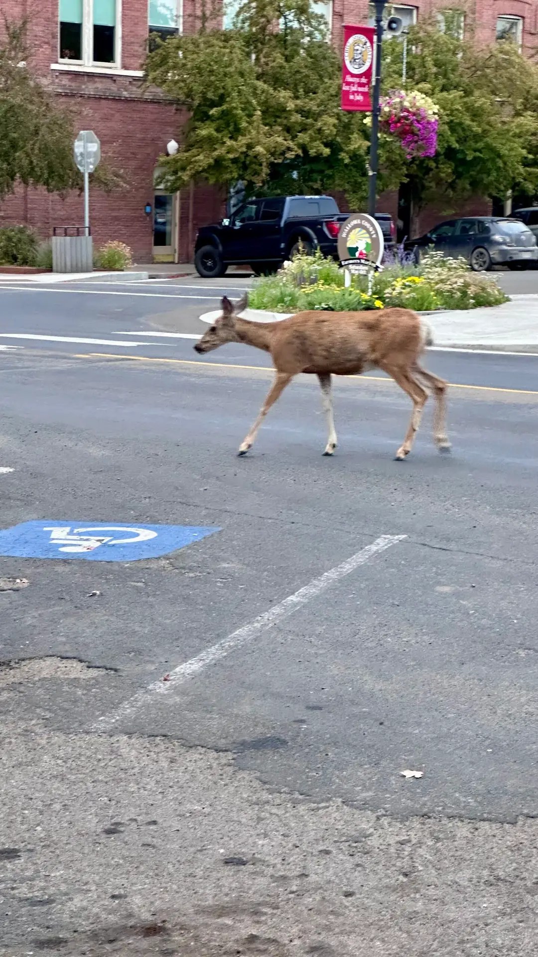 The deer wander everywhere.