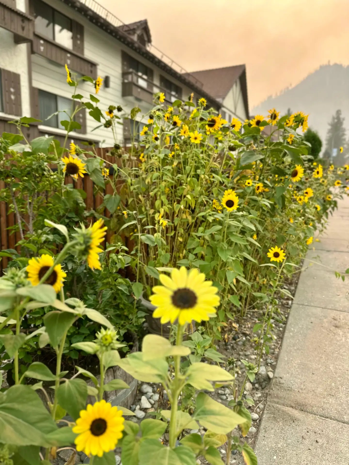 They had beautiful flowers