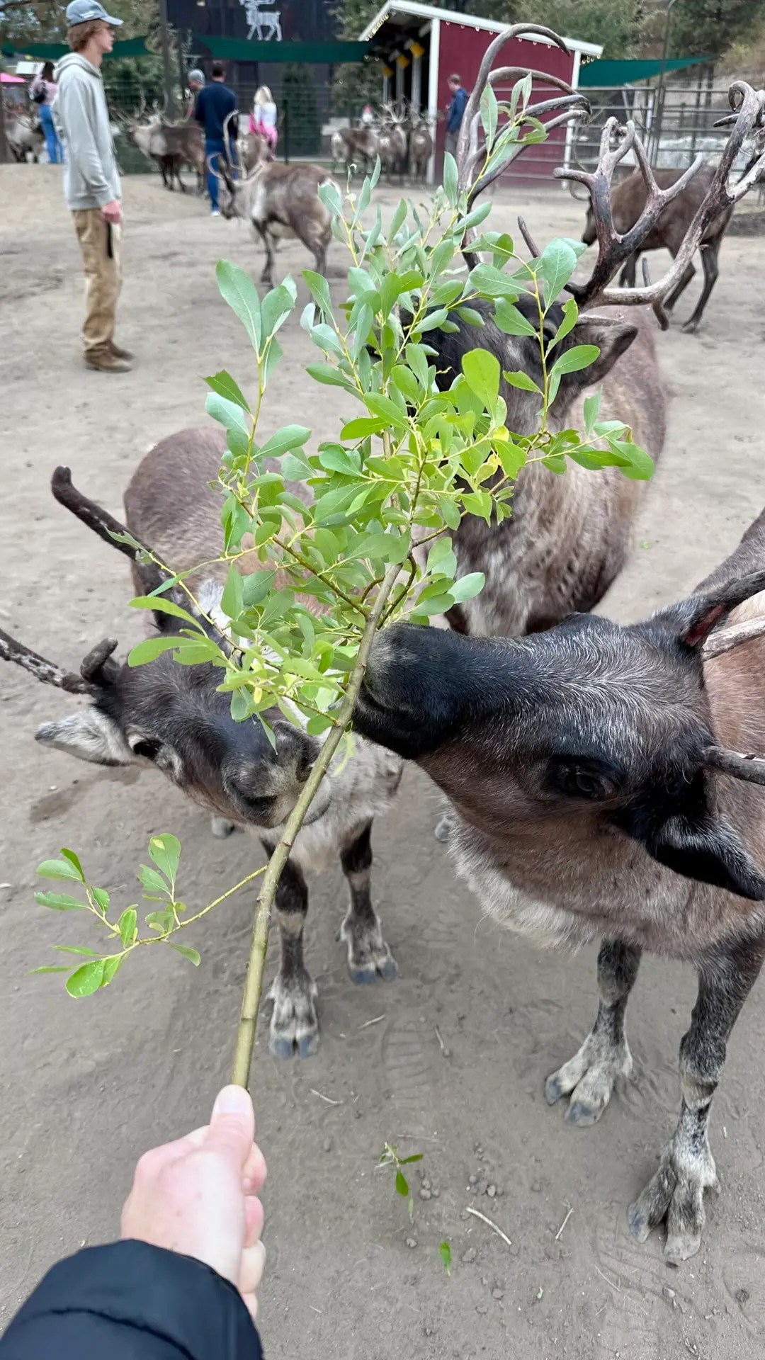 Feeding the reindeer