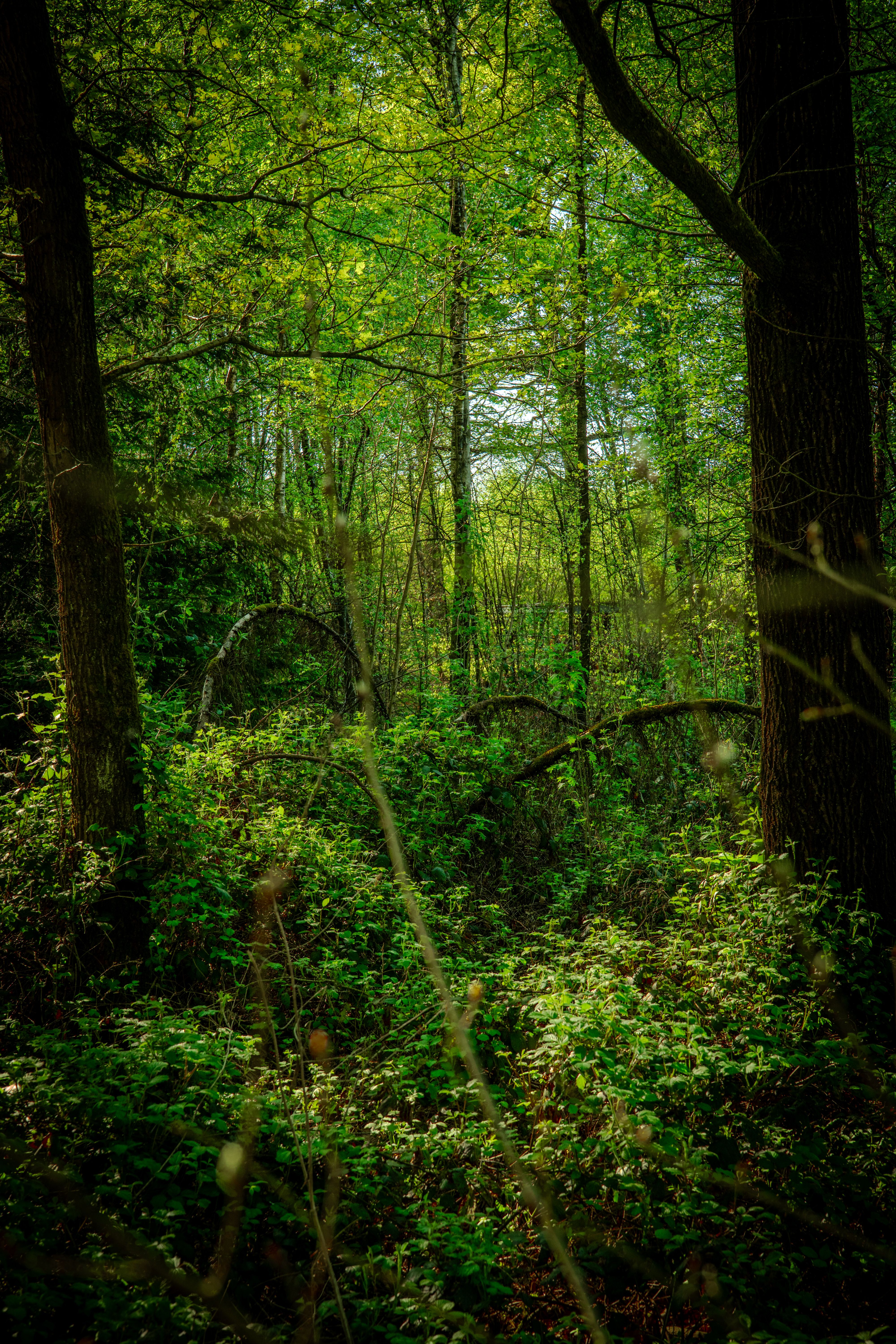 Green woodland in spring
