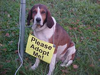 hounddog2