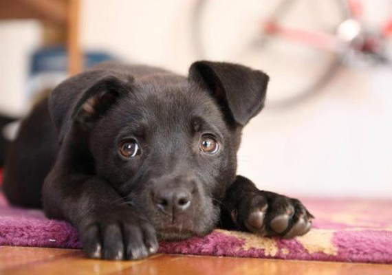 pup570