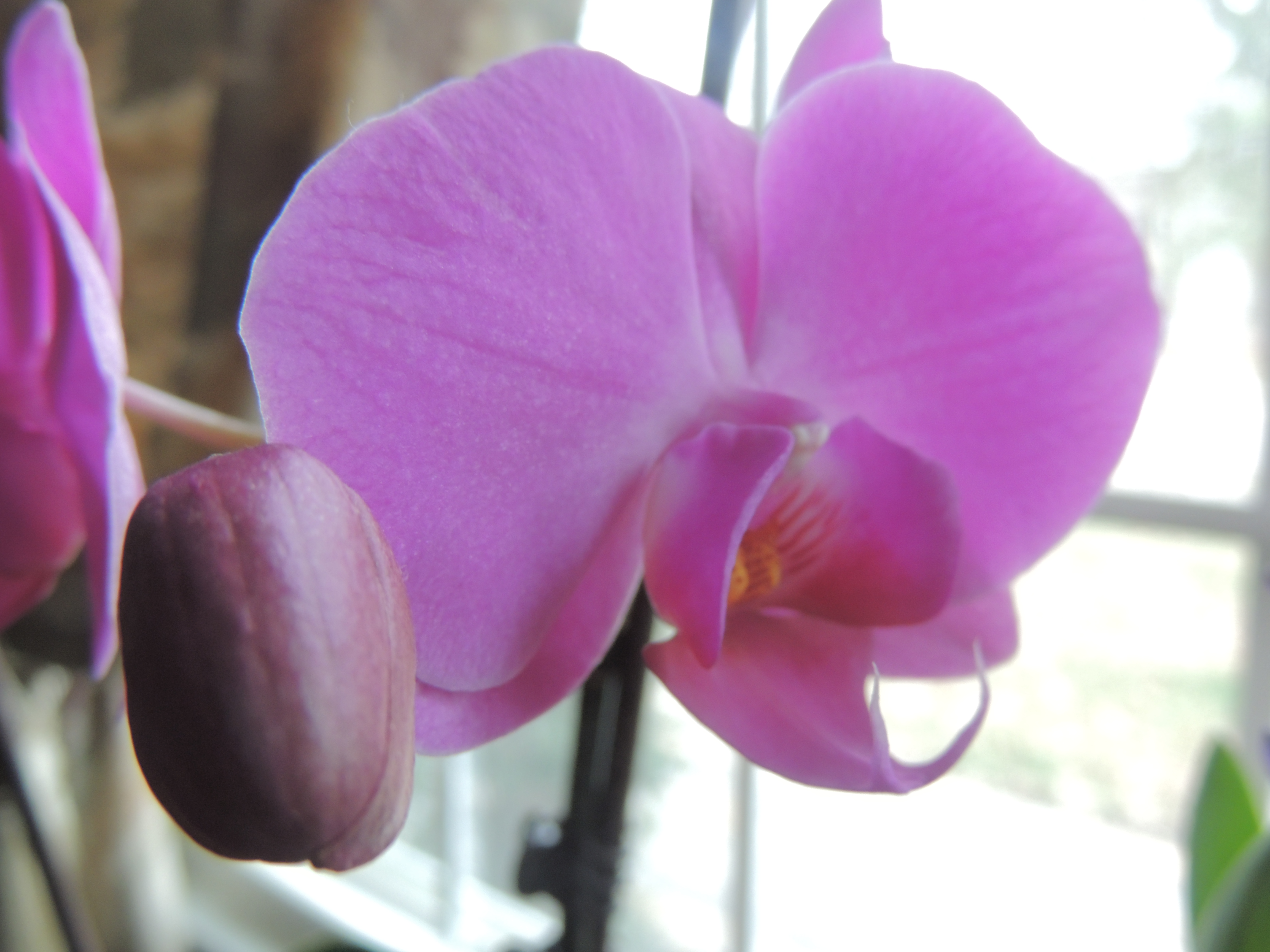 Flowers 009