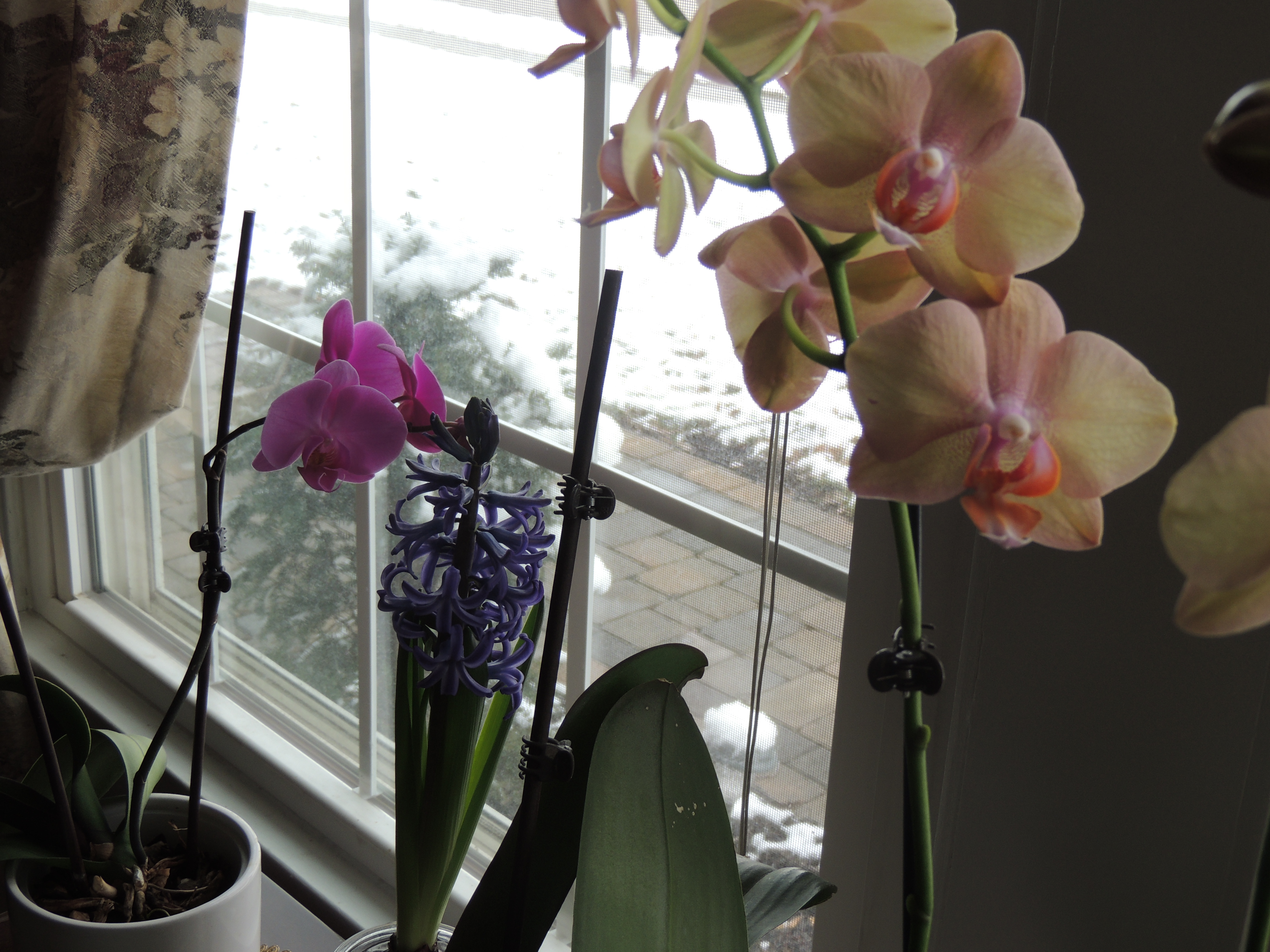 Flowers 015