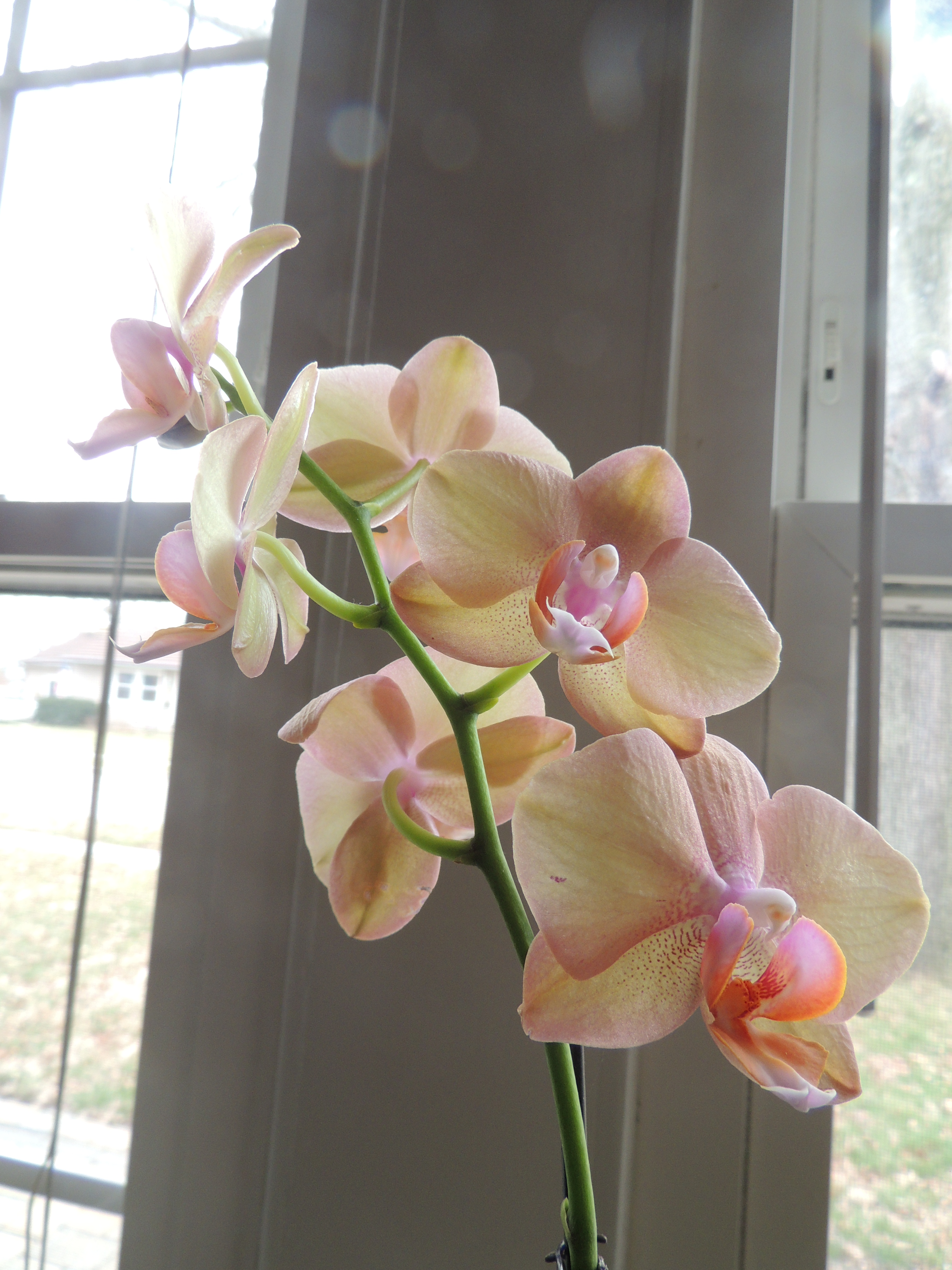 Flowers 016