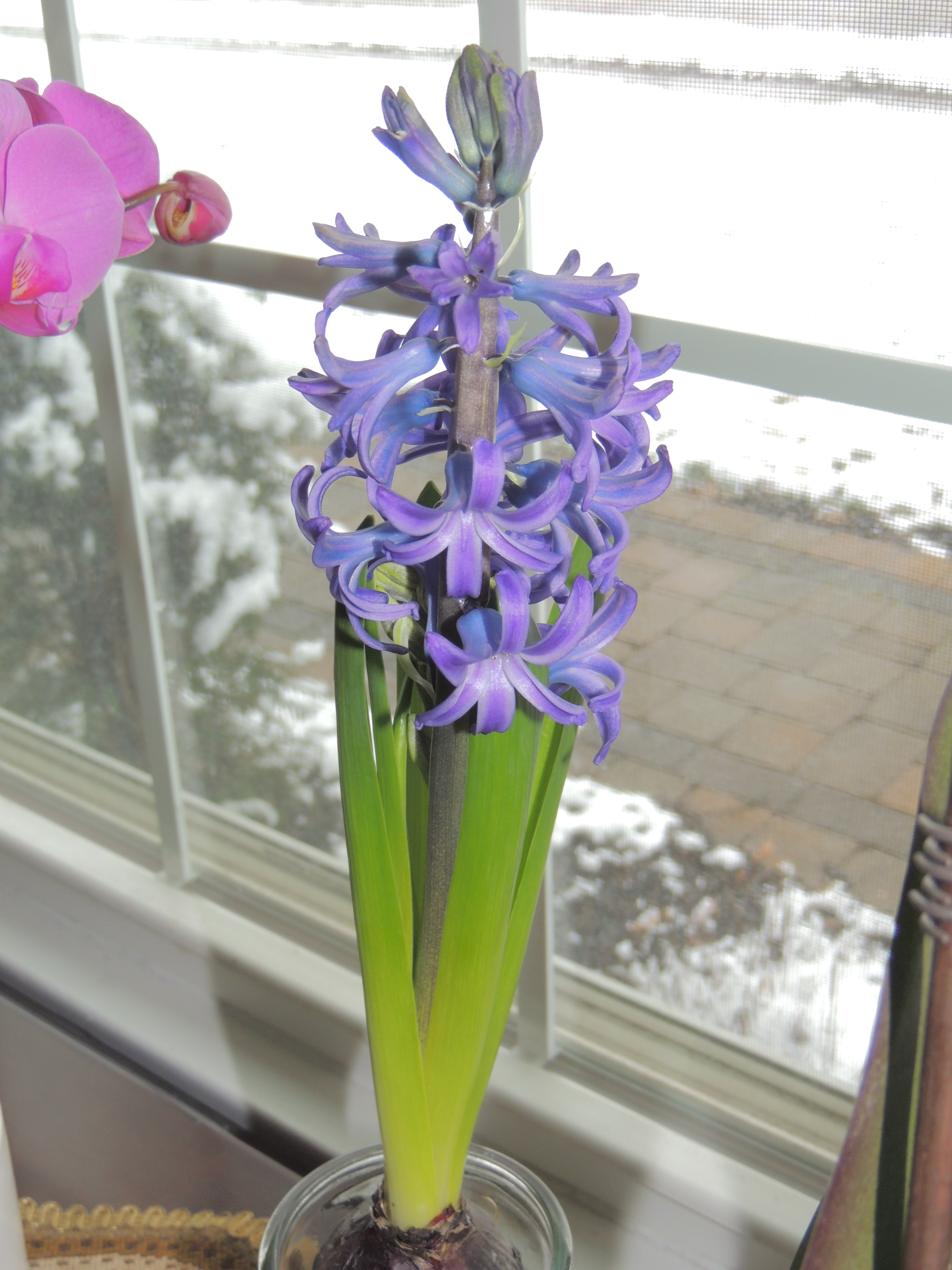 Flowers 045