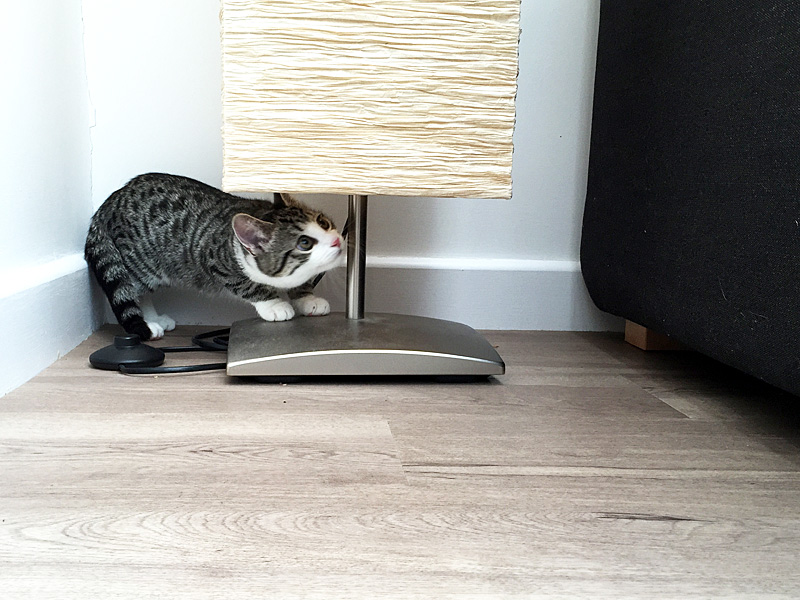 02Dec15Mimi1