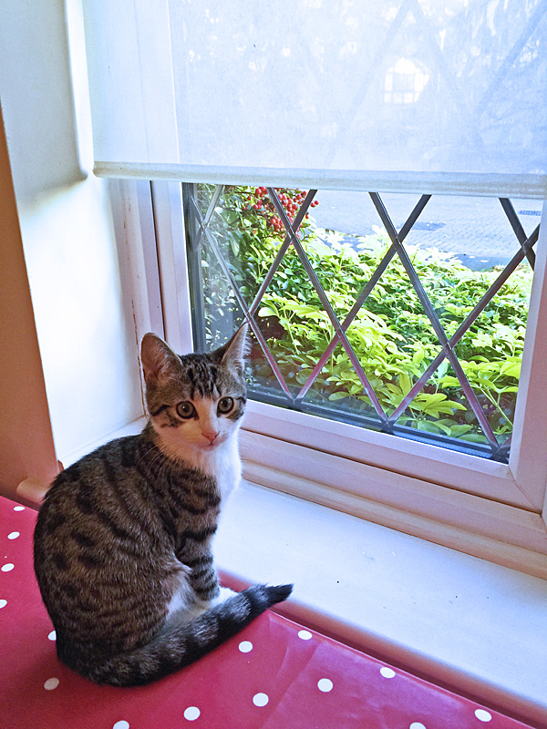 02Dec15Mimi4