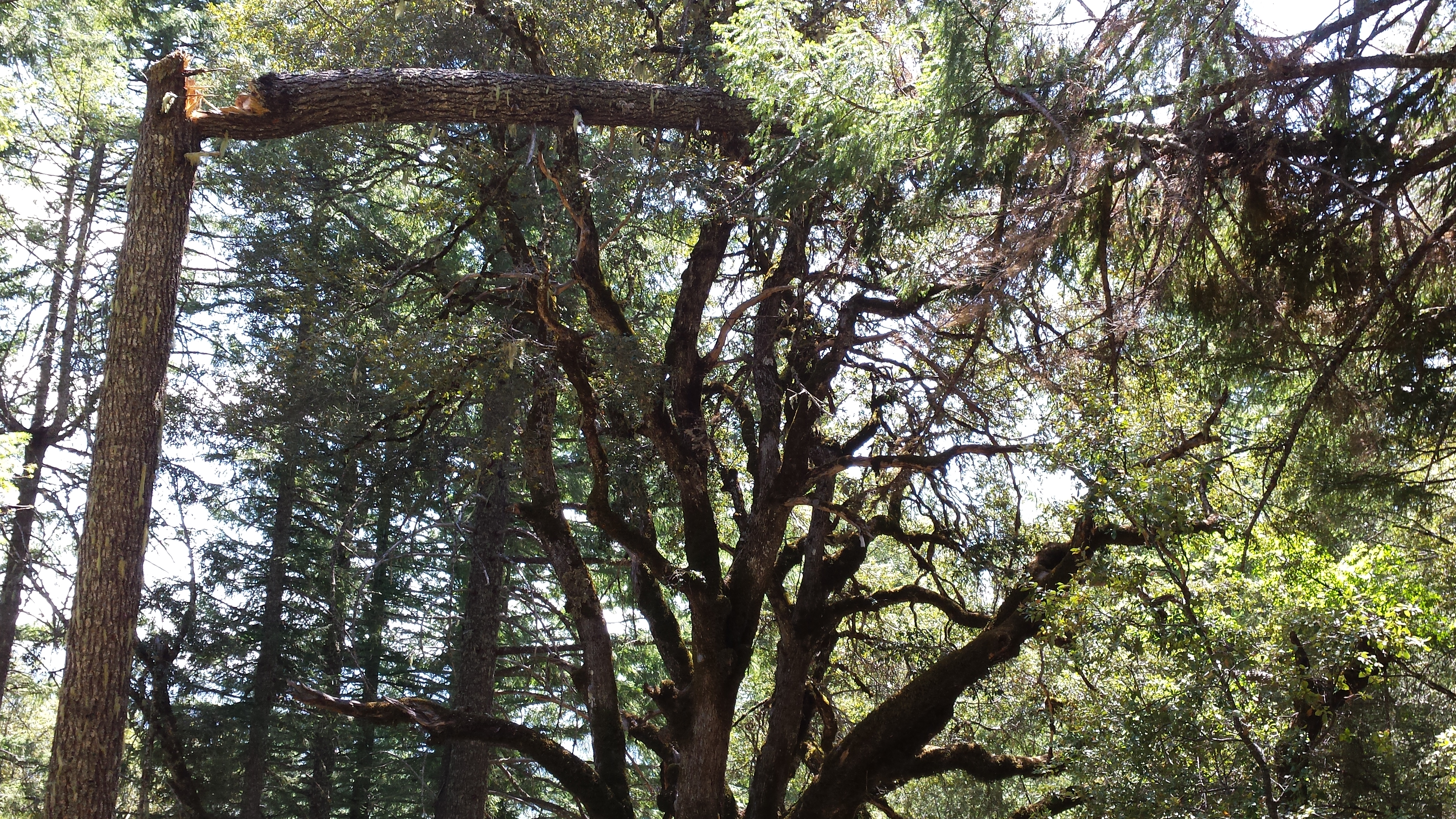 How To Spot A Dangerous Tree