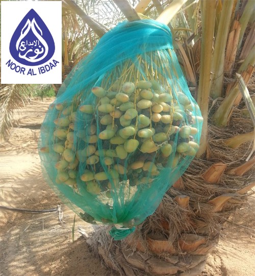 Dates Cover Net - Ultimate Protection for Your Dates