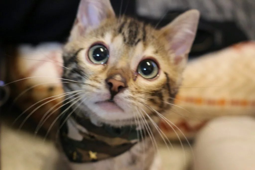 犬や猫を飼っている人必見！QOL爆上がりの便利アイテム一覧