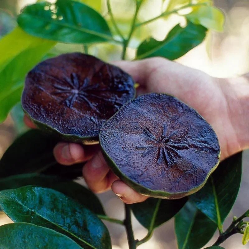 Fruta sapote-preto cortada ao meio revelando polpa escura e cremosa similar a mousse de chocolate