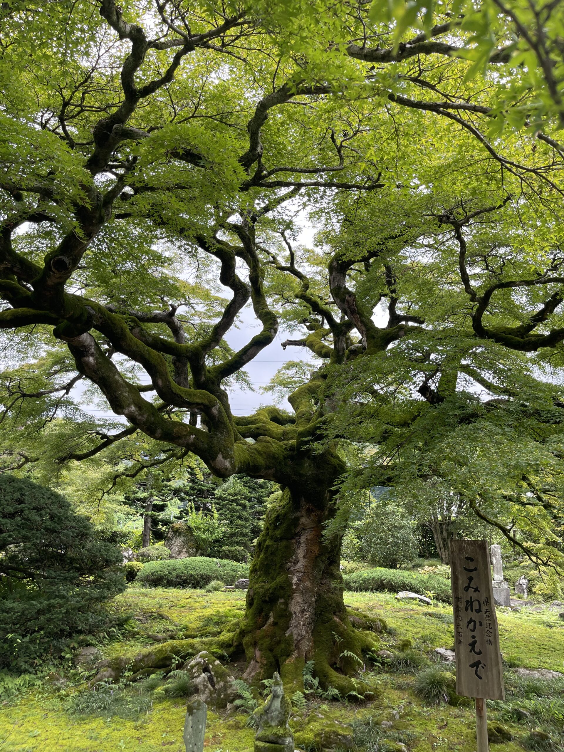 西善寺（コミネカエデ正面）