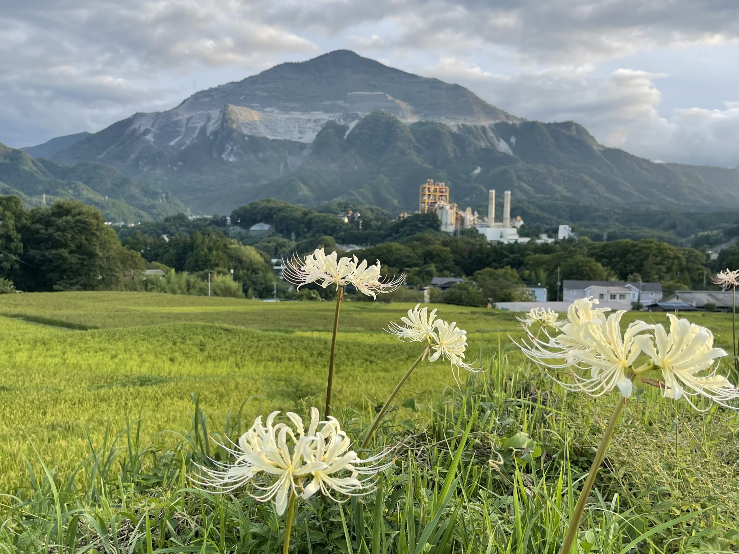 彼岸花と寺坂棚田