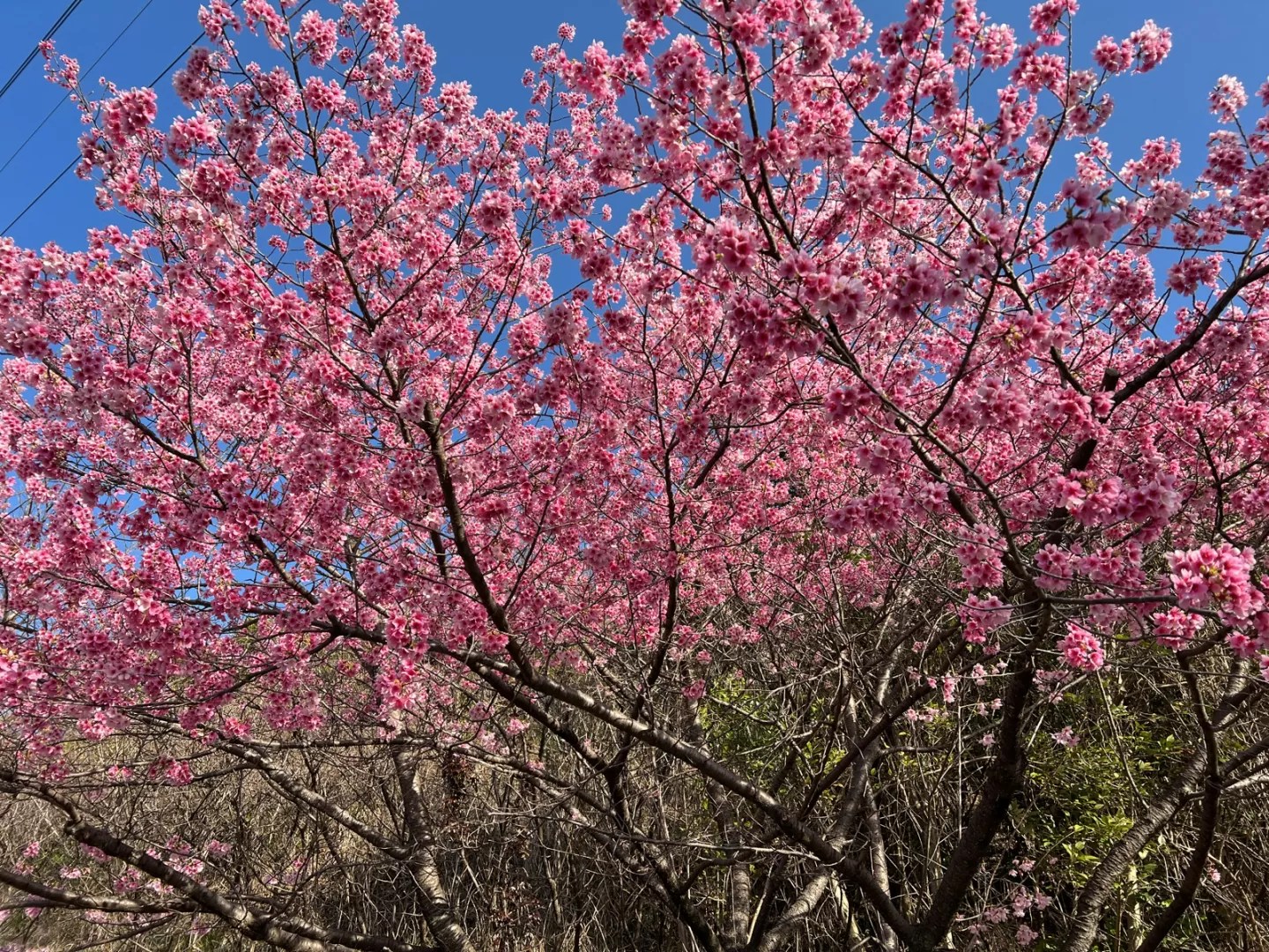 高松山、桜鑑賞からミツマタ鑑賞、そして飛び散る花粉。。絶景富士山が