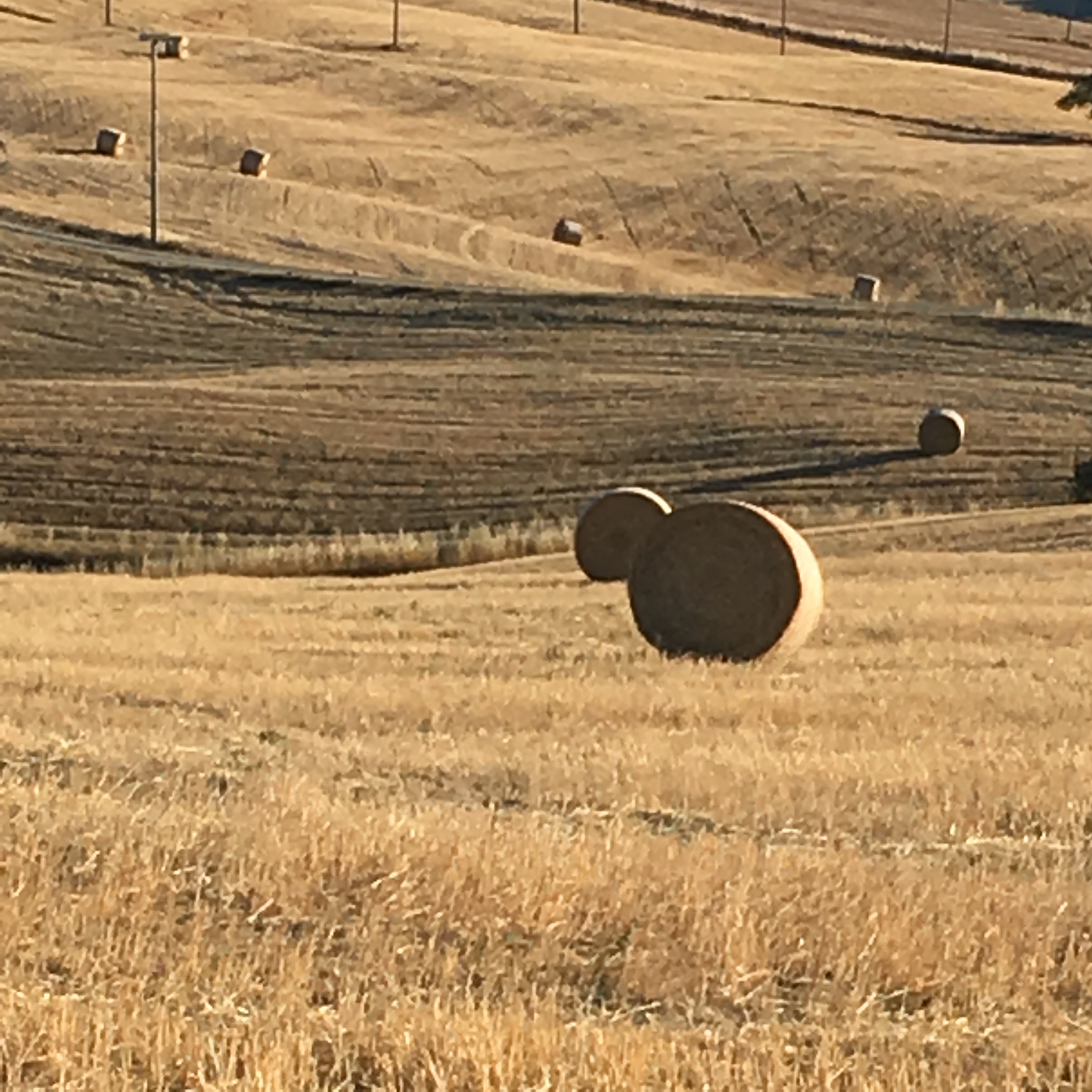 Hay rolls dot the golden valley