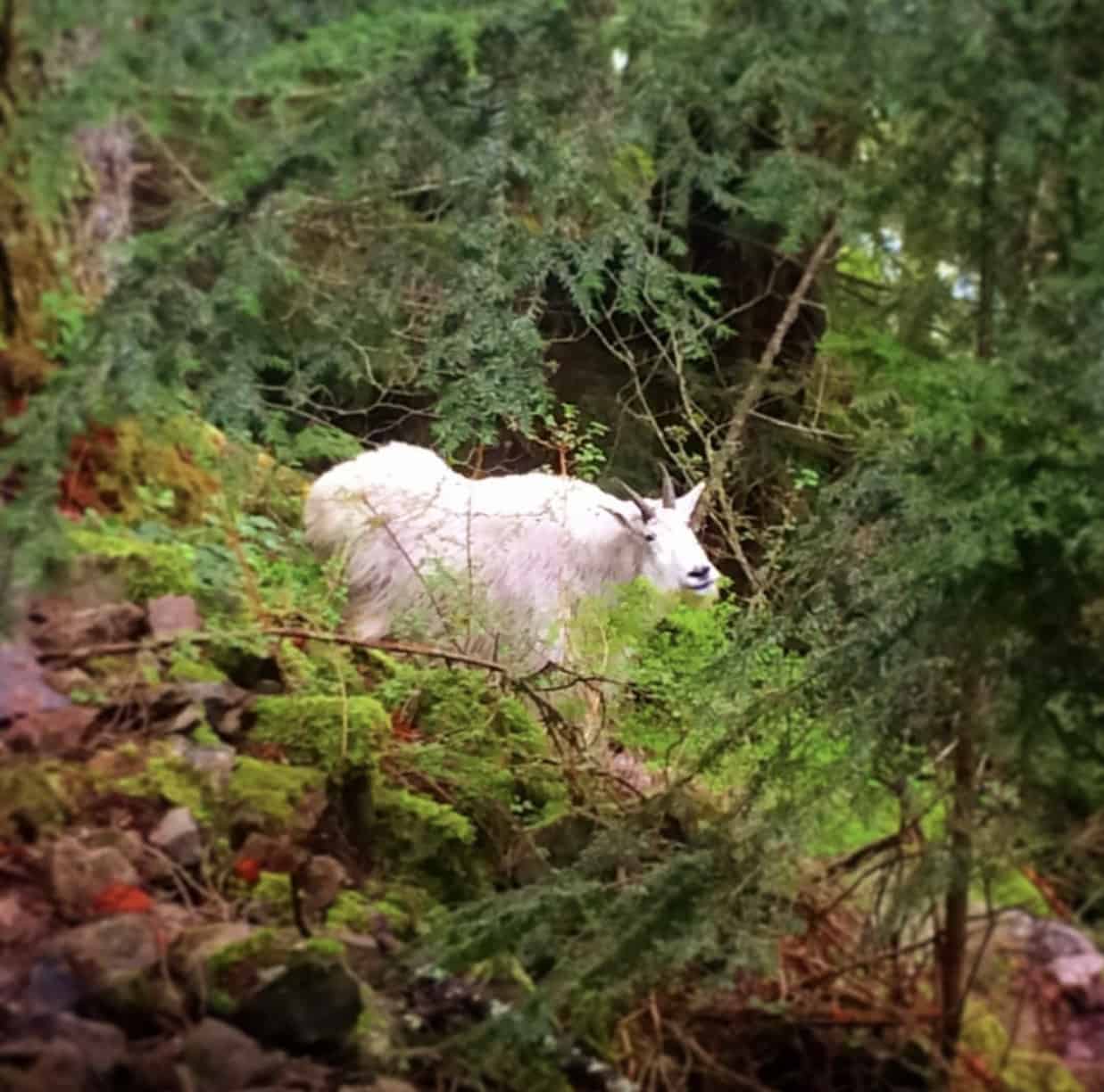 Mountain Goat