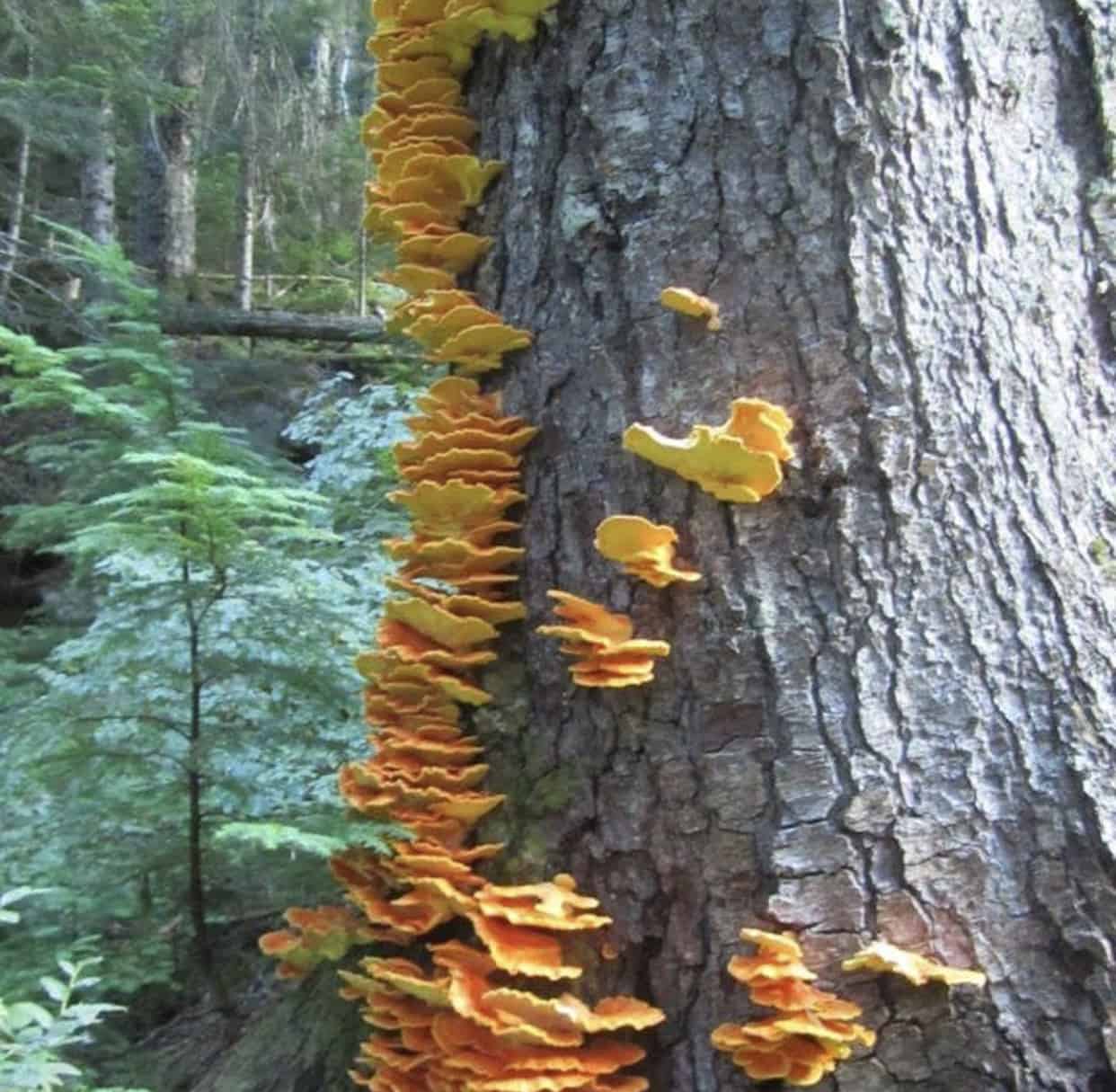 Snoqualmie Lake Trail Function