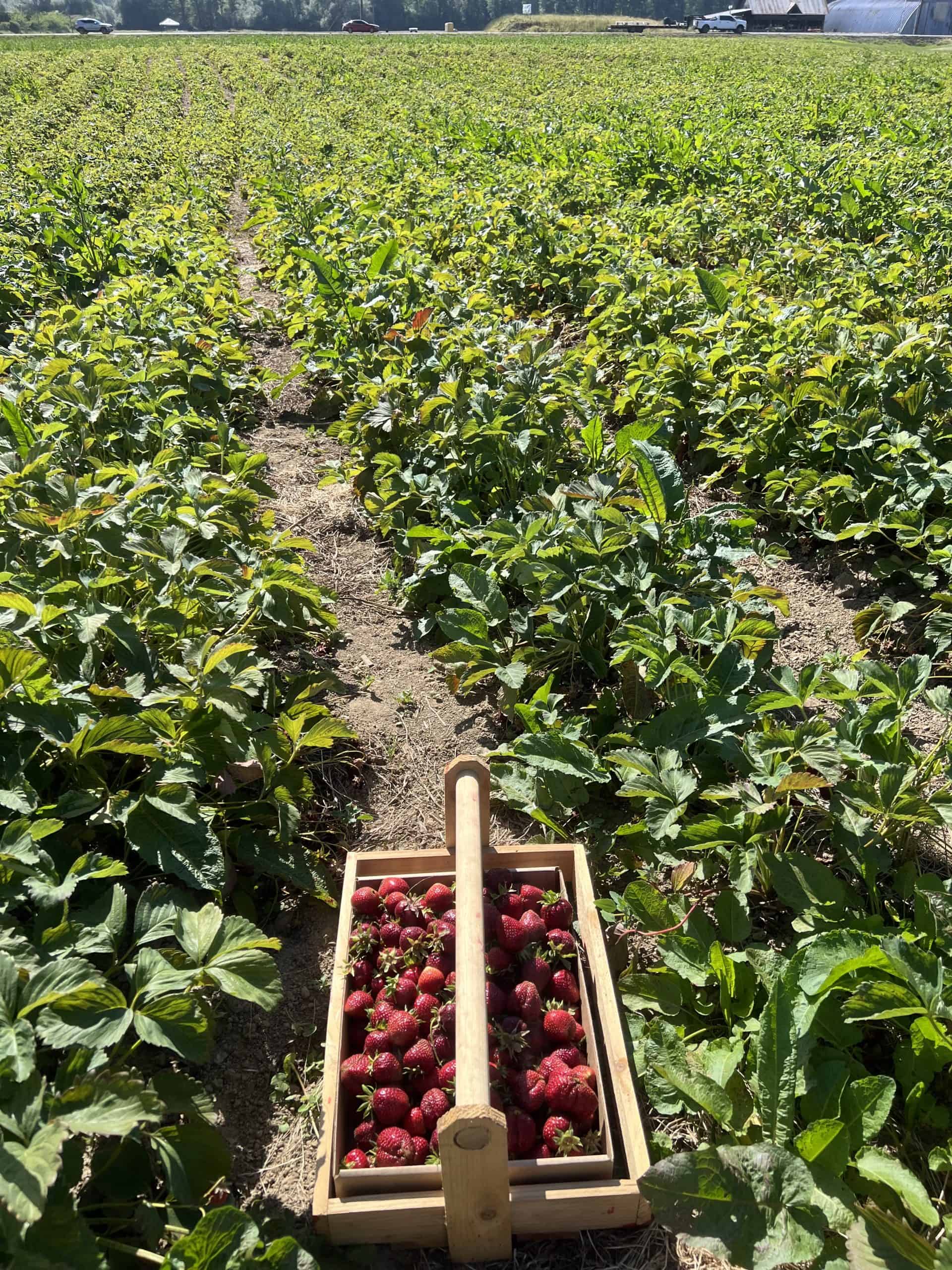 June is Strawberry Season WA. Pick strawberries at one of the Remlinger Farms fields in the Snoqualmie Valley